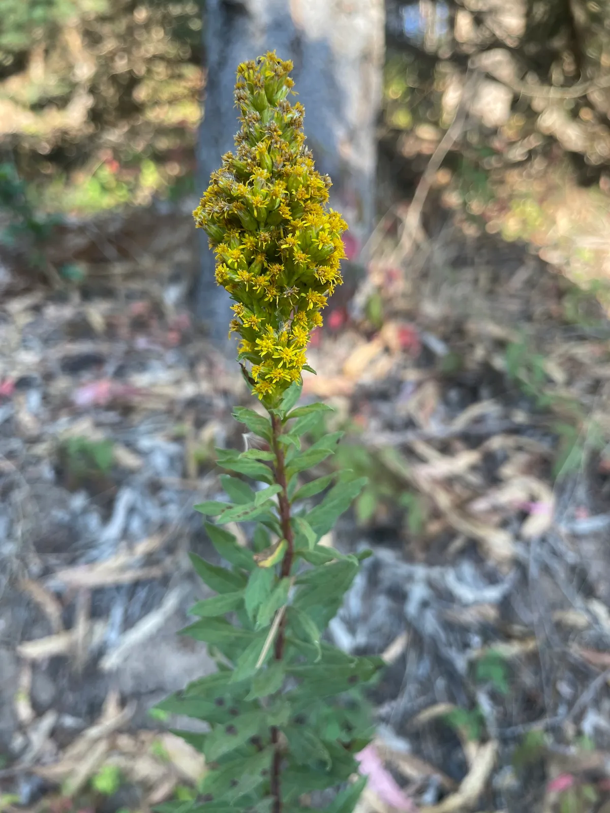 Rough Canada Goldenrod (Solidago elongata)