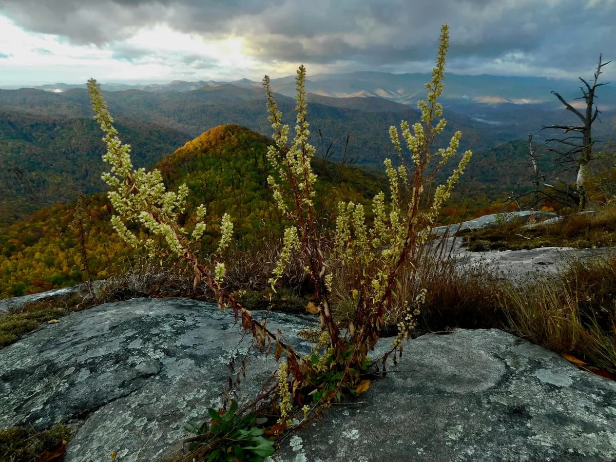 Showy Goldenrod (Solidago erecta)