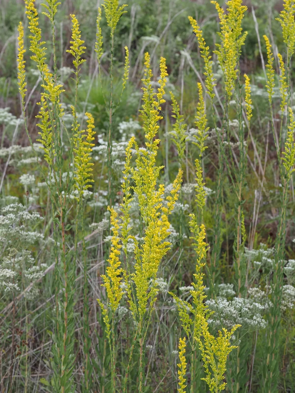 Pine barren goldenrod (Solidago fistulosa)