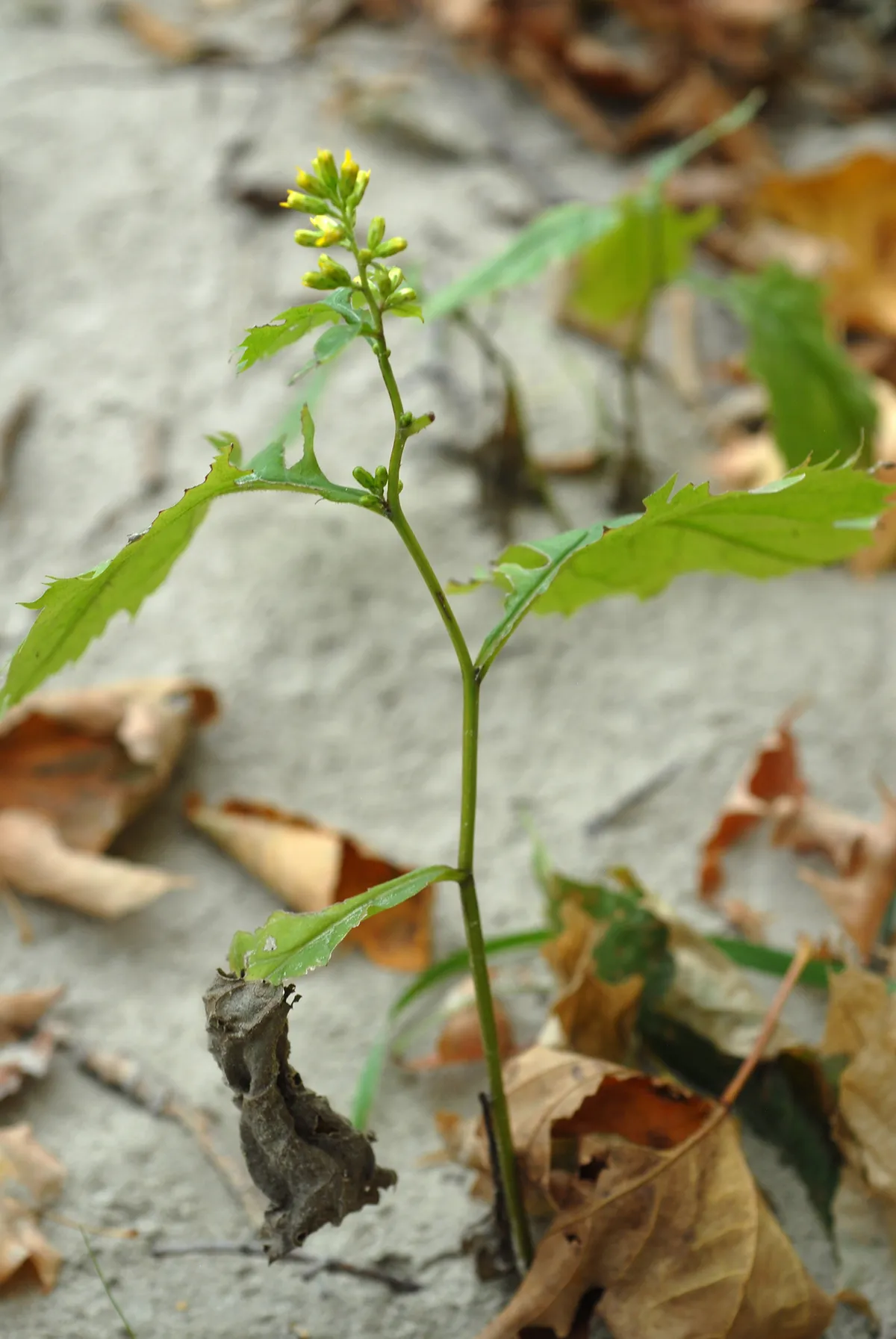 Zig-zag Goldenrod (Solidago flexicaulis)
