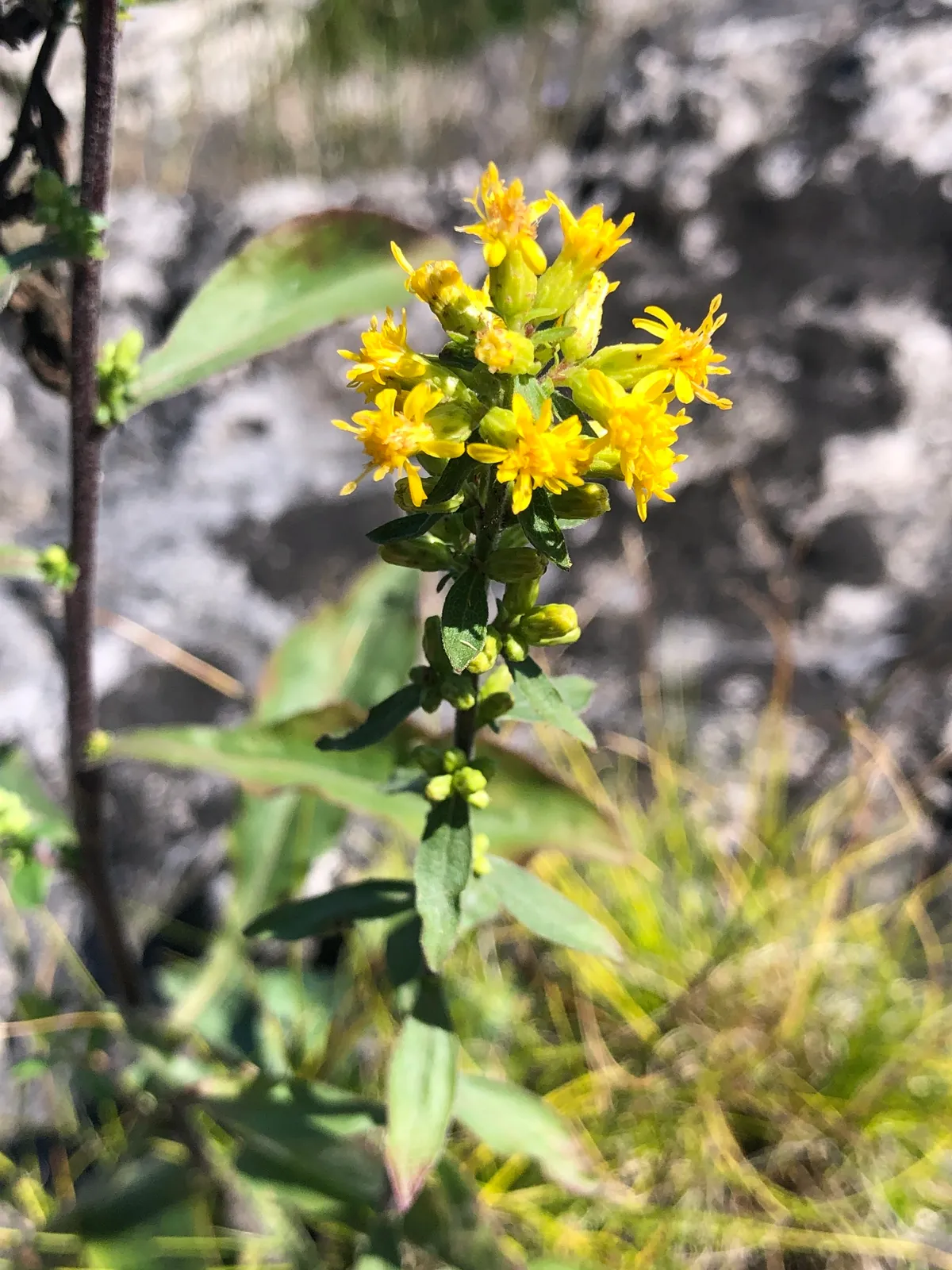 Hairy Goldenrod (Solidago hispida)