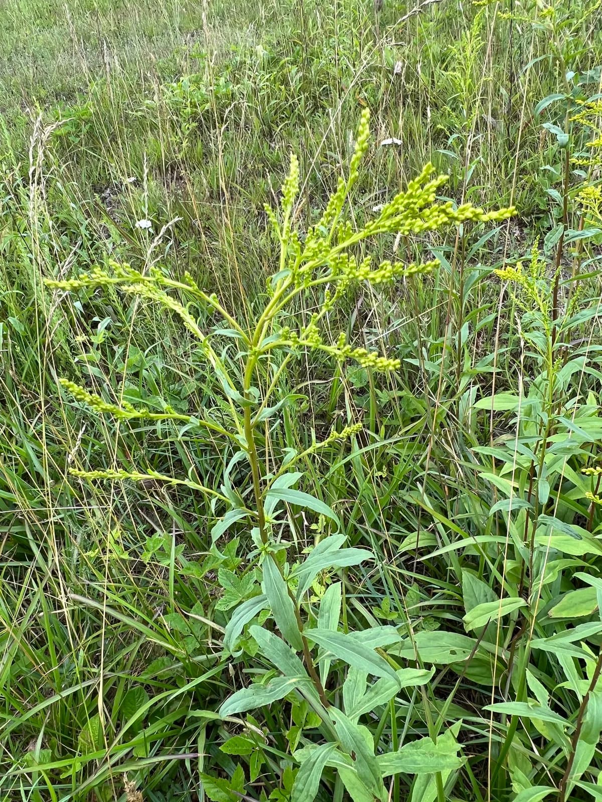Early Goldenrod (Solidago juncea)