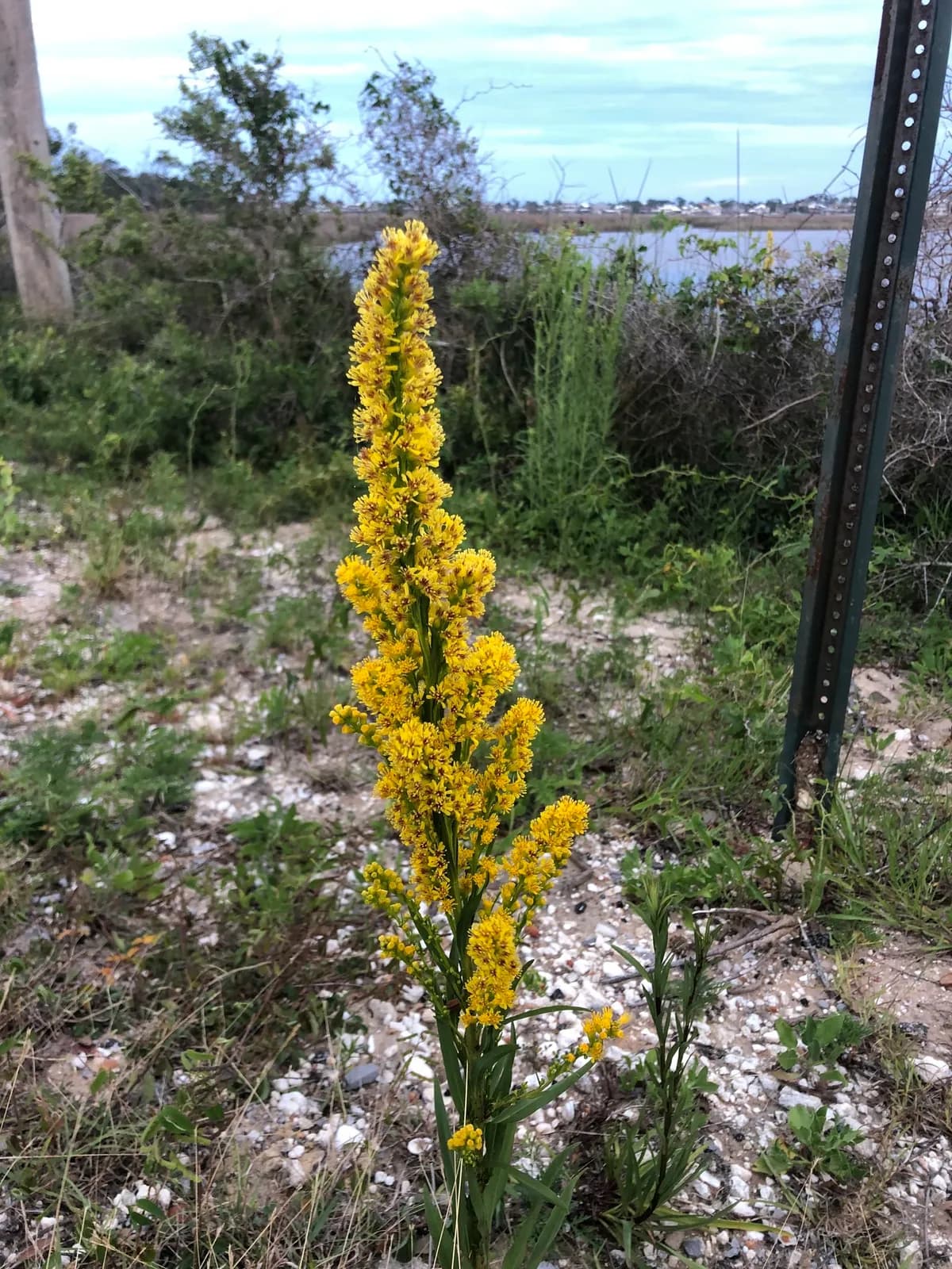 Solidago mexicana