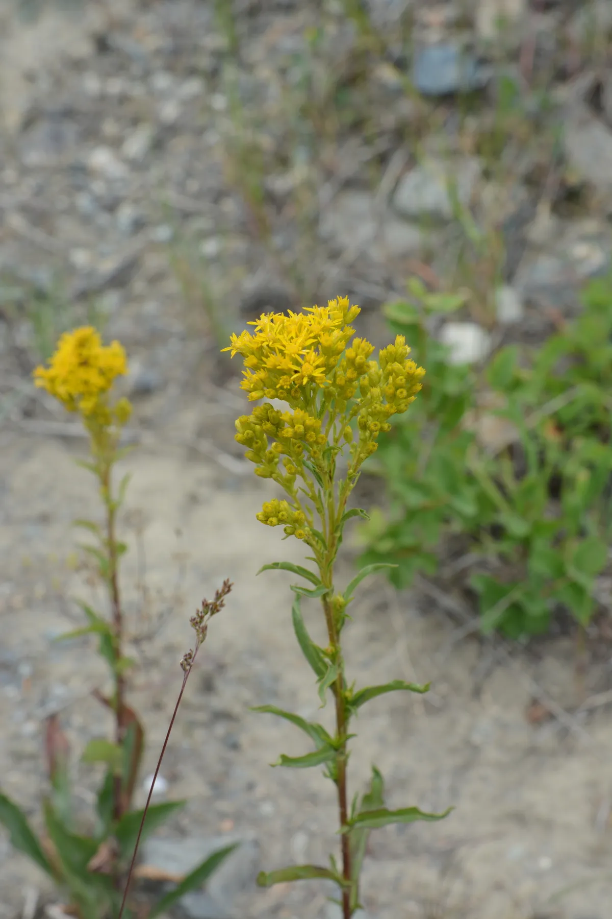 Prairie Goldenrod (Solidago missouriensis)