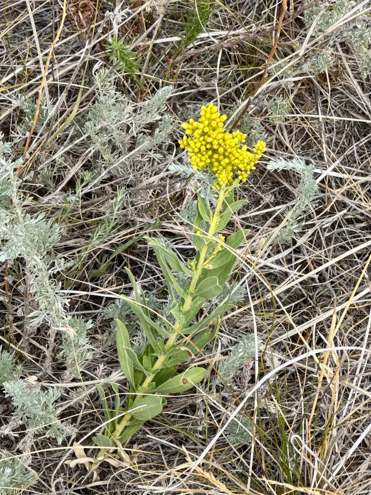 Ashly goldenrod (Solidago mollis)