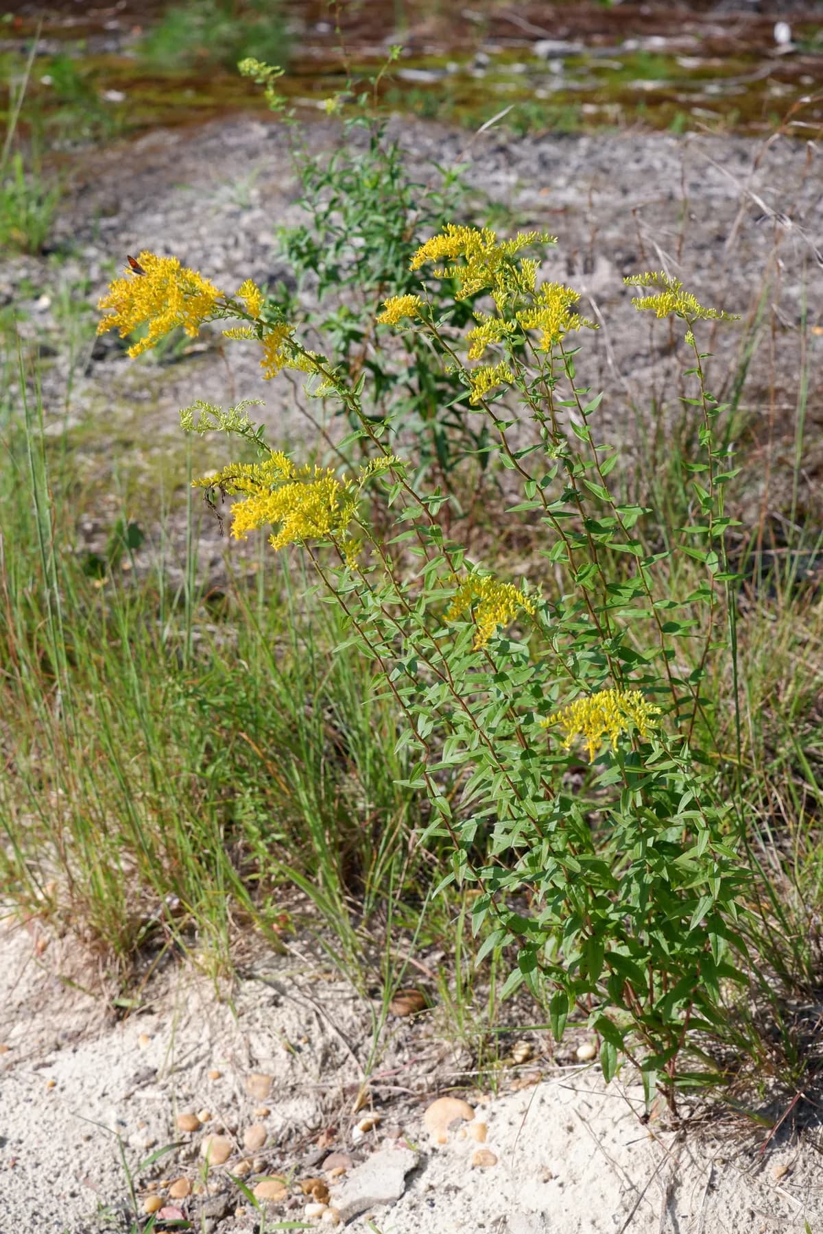 Anisescented Goldenrod (Solidago odora)