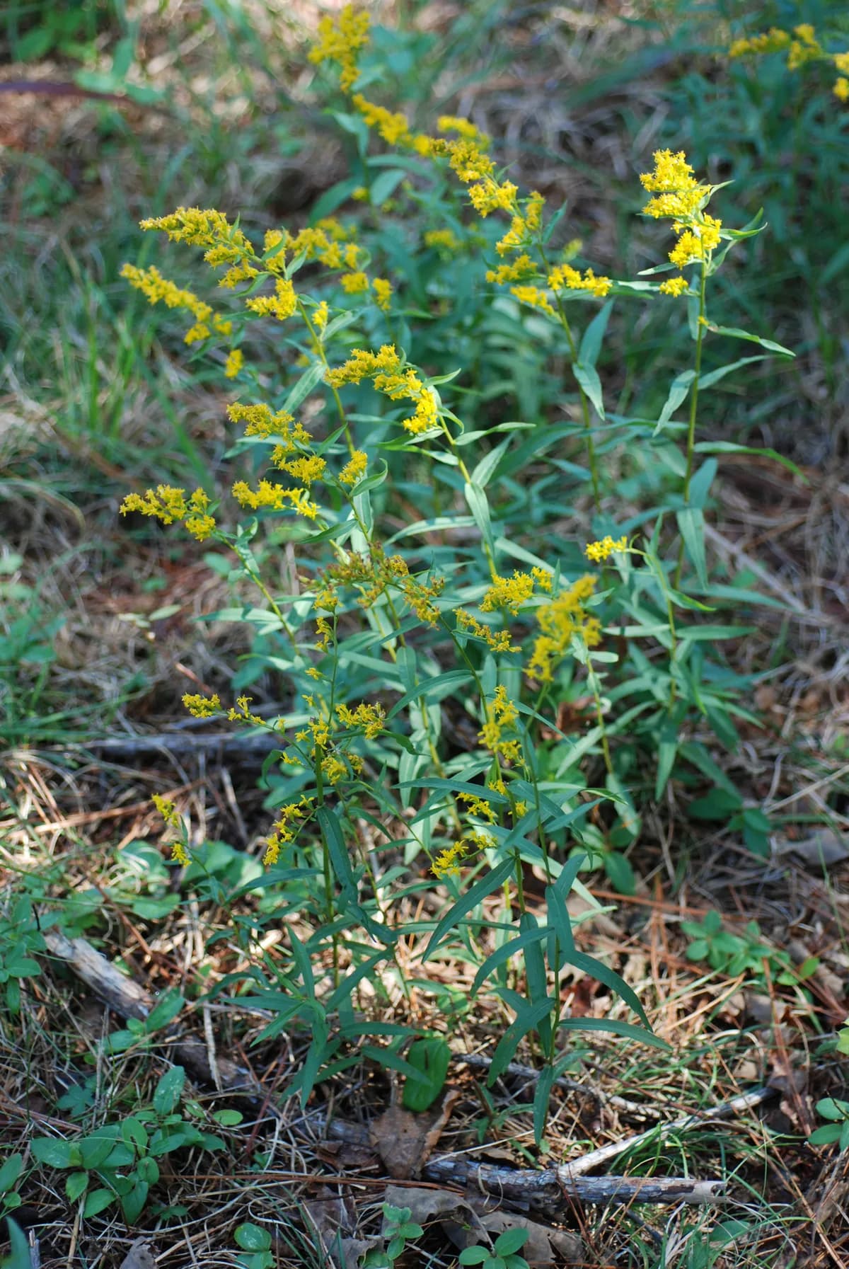 Anisescented Goldenrod (Solidago odora)