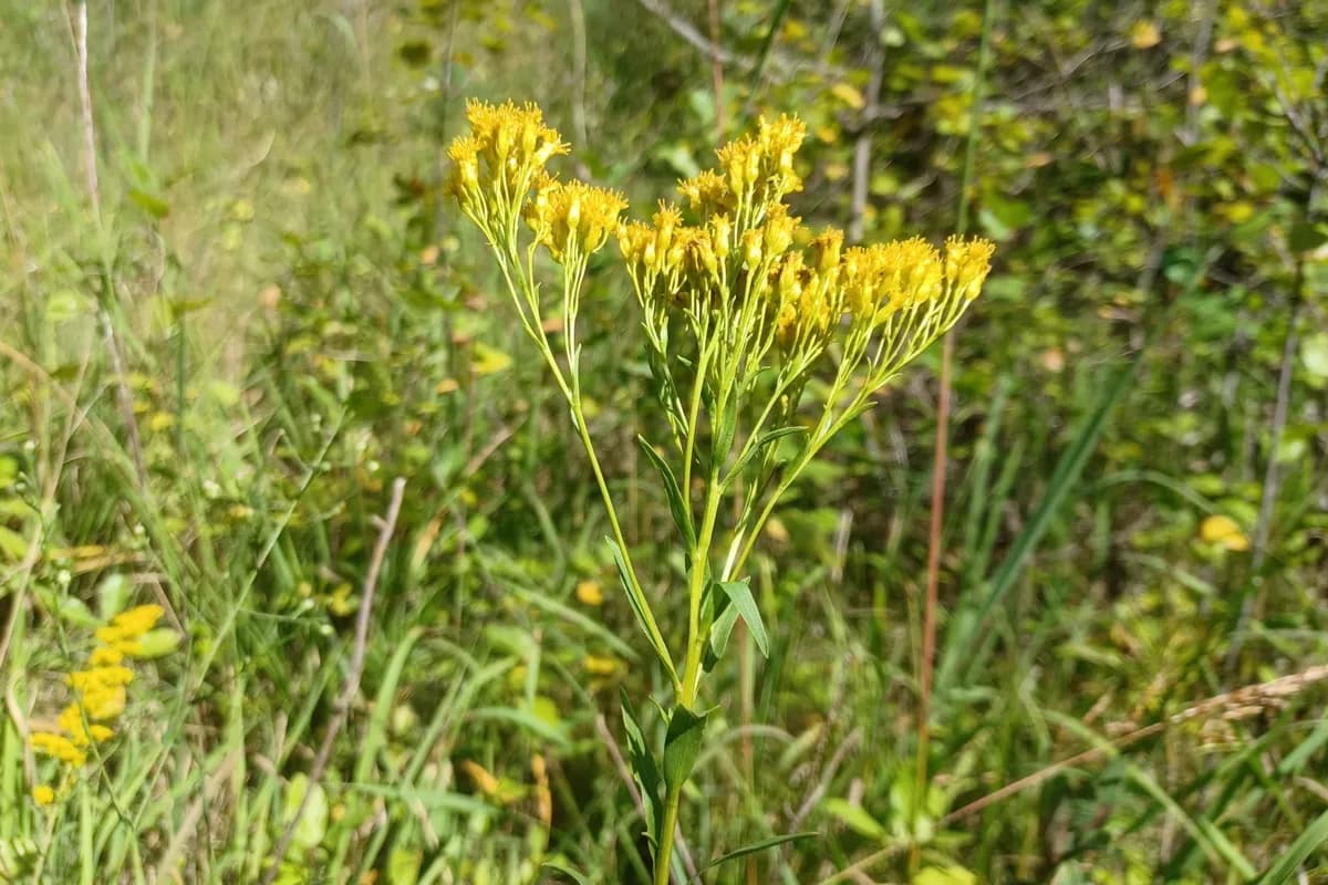 Ohio goldenrod (Solidago ohioensis)