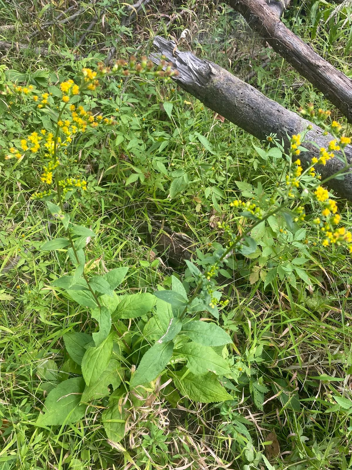 Rough-leaf goldenrod (Solidago patula)