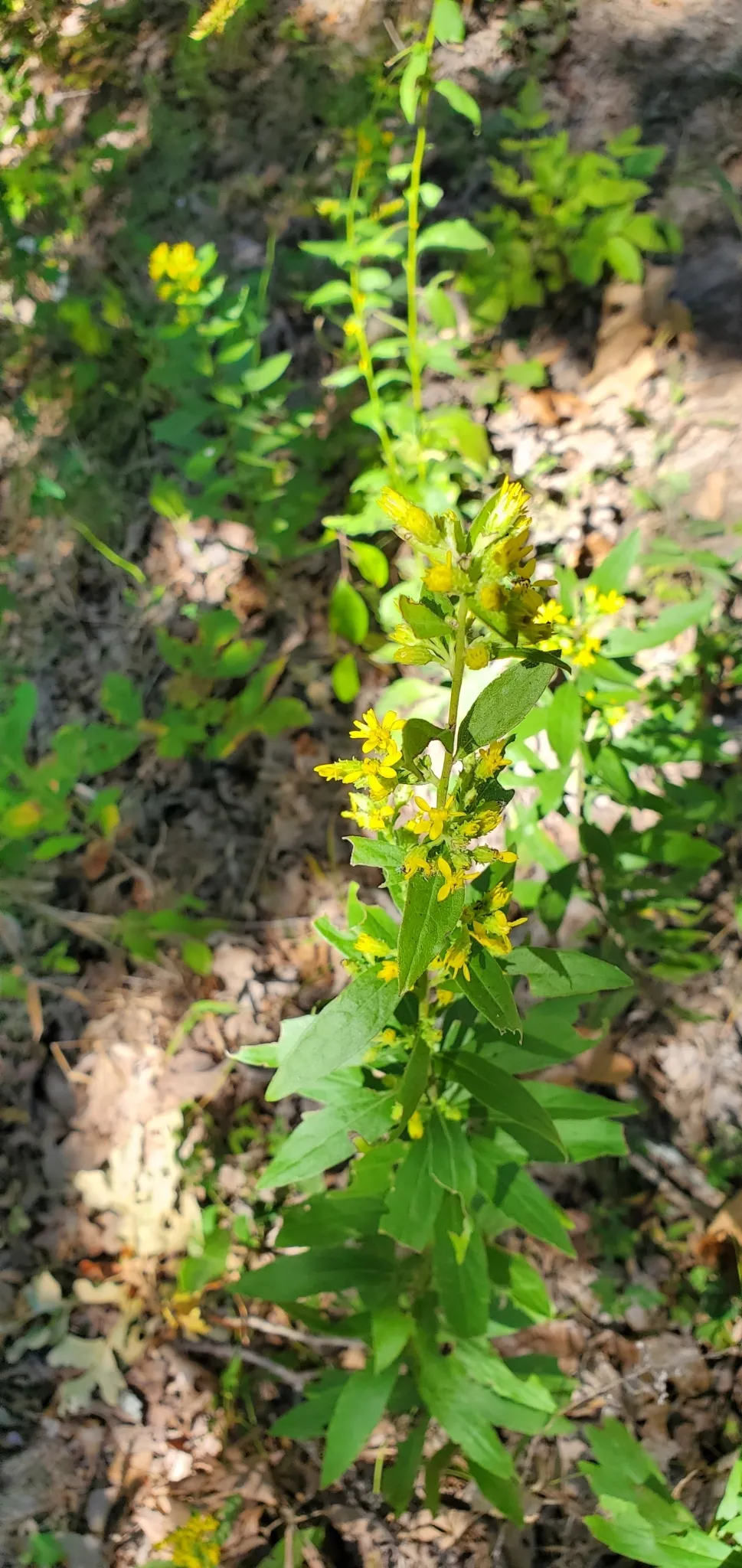 Downy Ragged Goldenrod (Solidago petiolaris)
