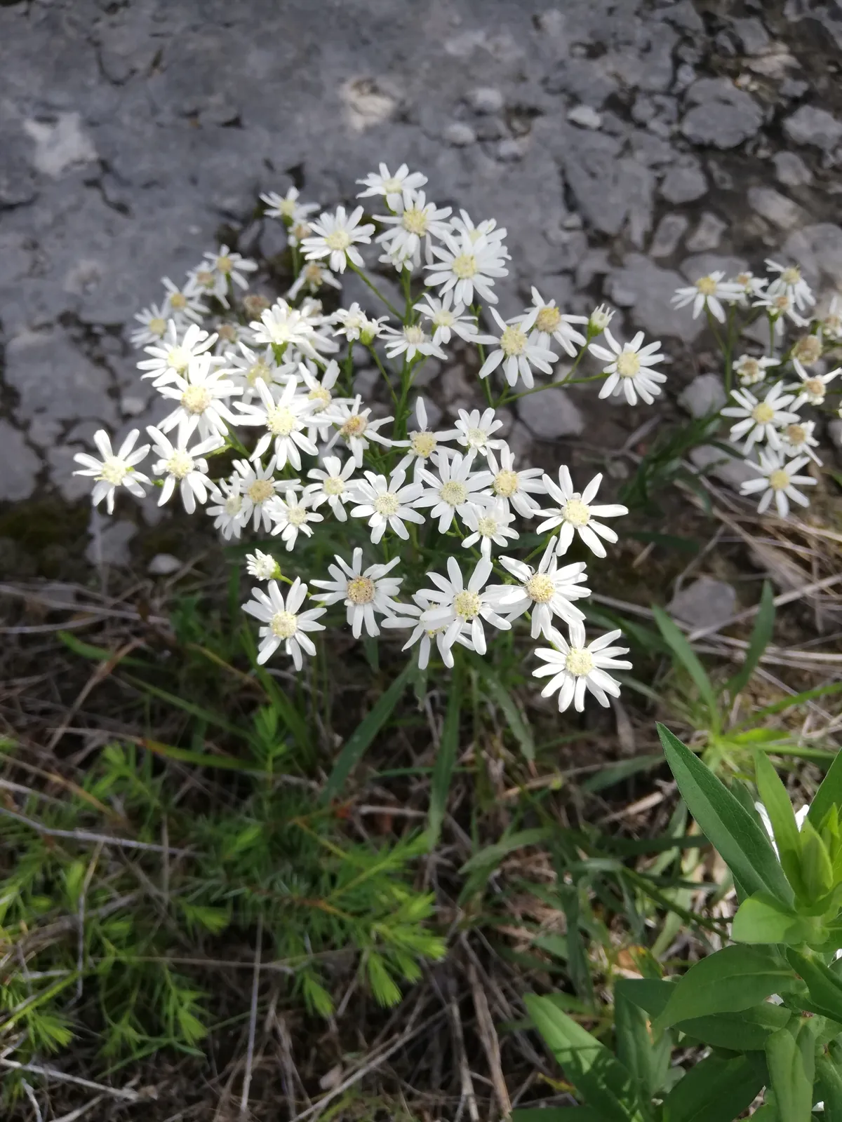 Prairie Goldenrod (Solidago ptarmicoides)