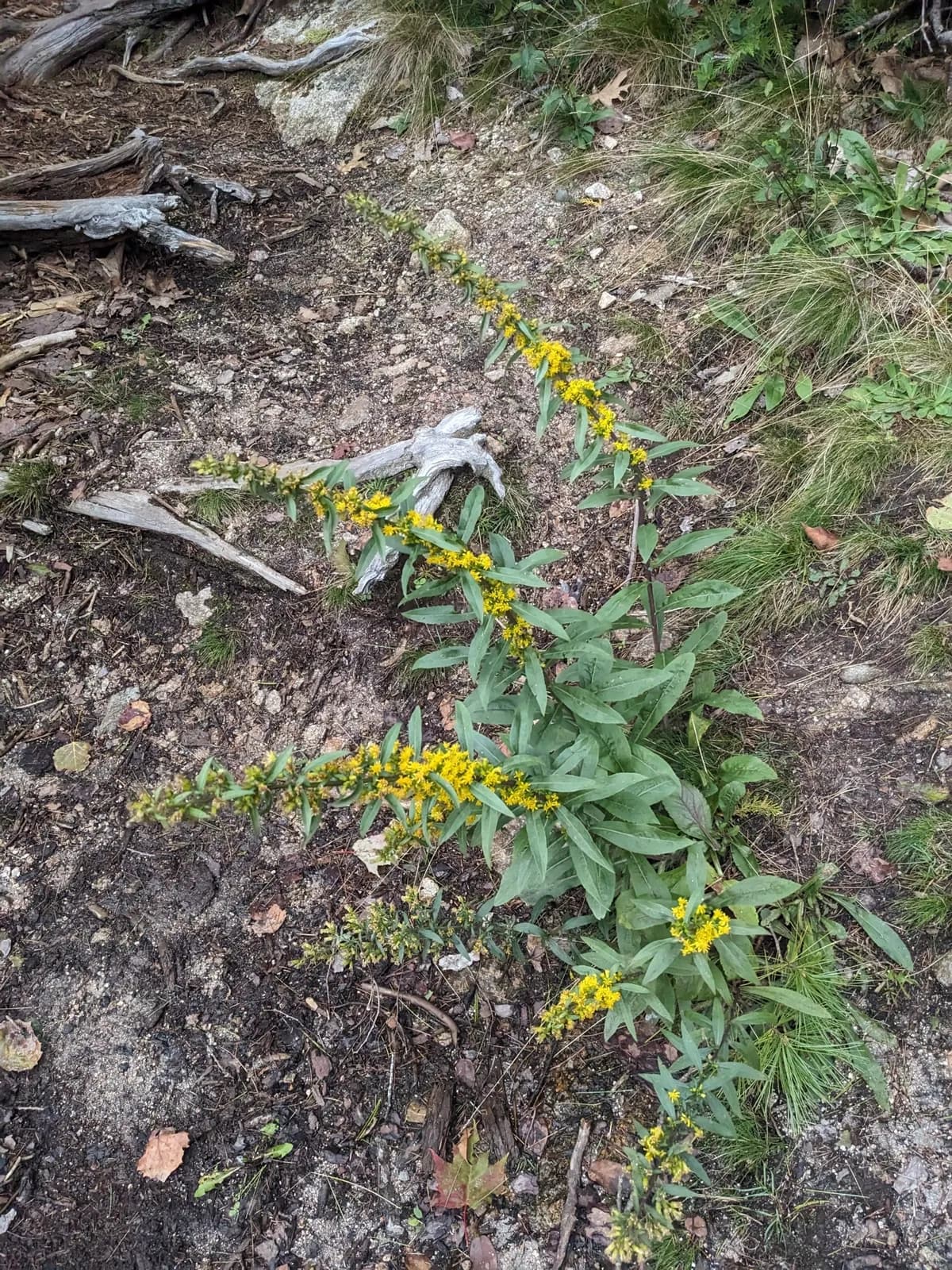 Downy Goldenrod (Solidago puberula)