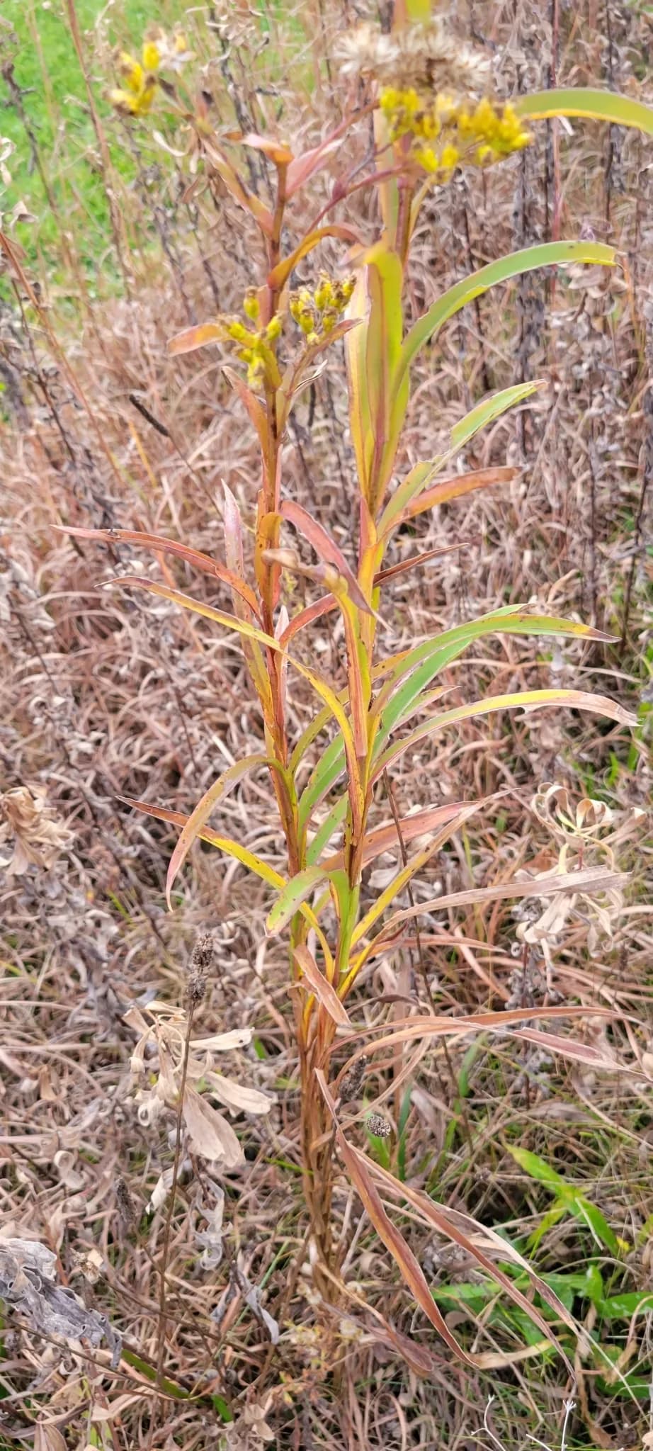 Riddell'S Goldenrod (Solidago riddellii)