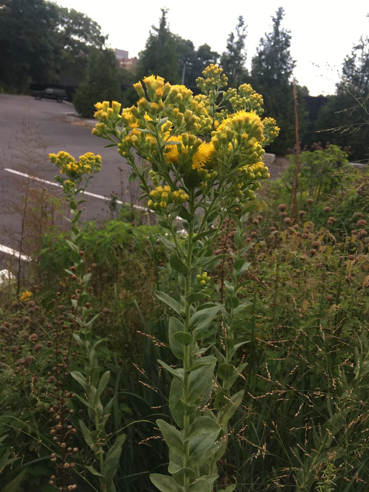 Stiff Goldenrod (Solidago rigida)