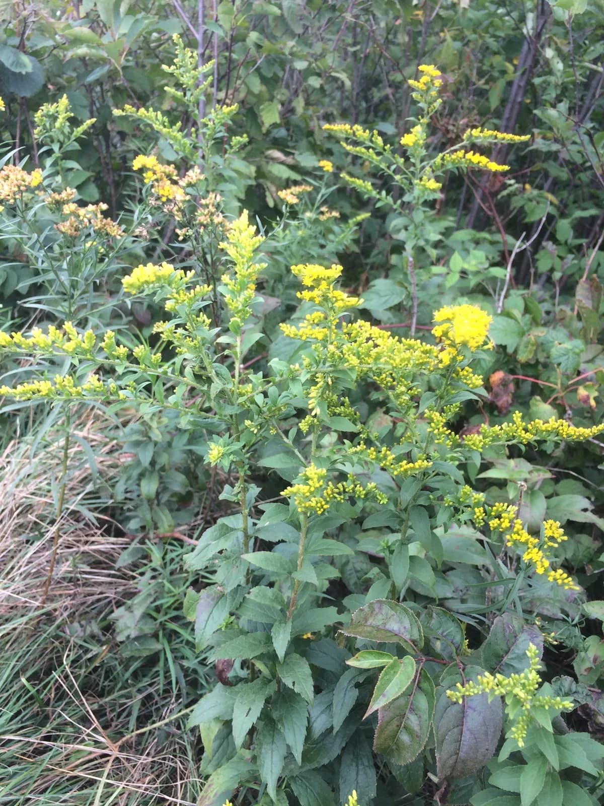 Rough-stem Goldenrod (Solidago rugosa)