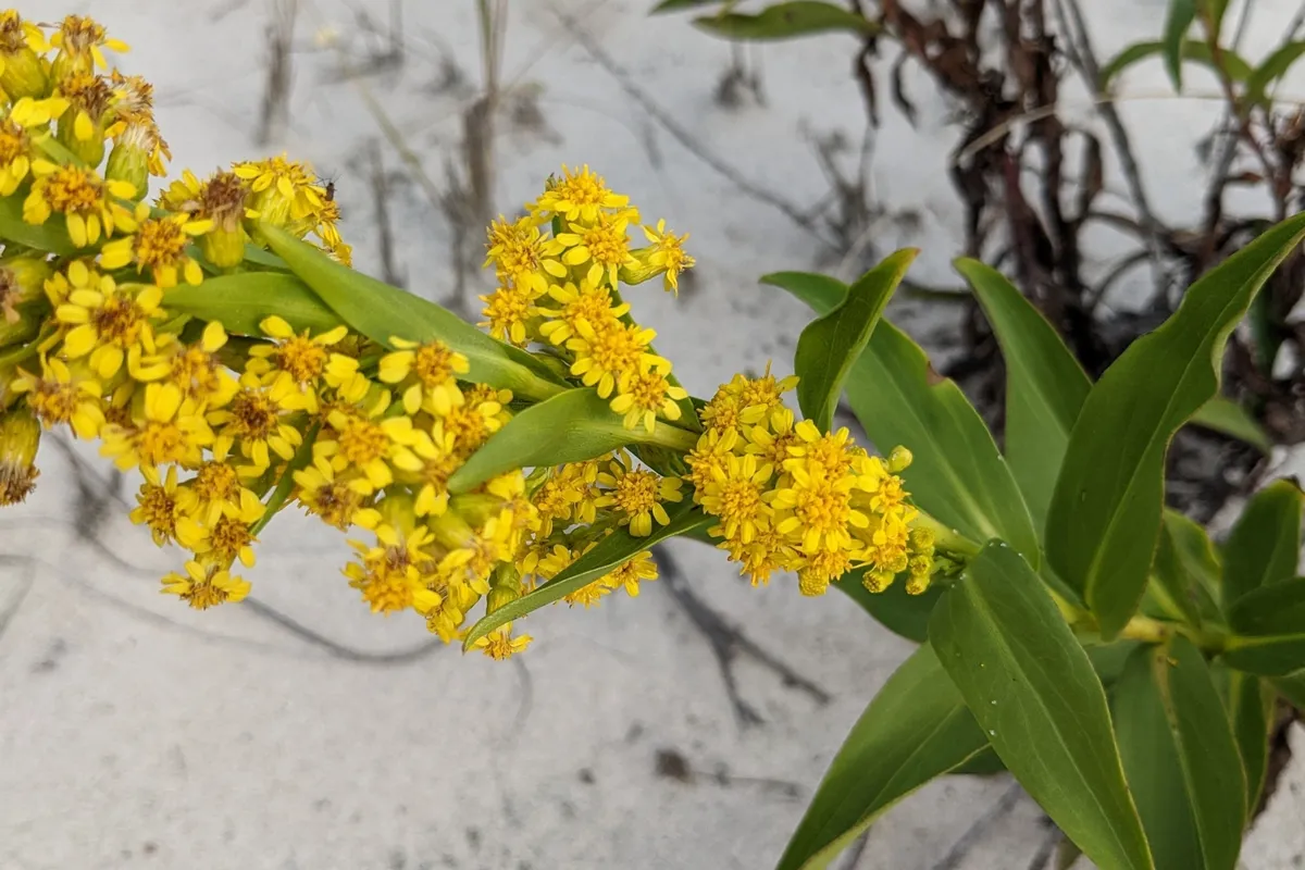 Seaside Goldenrod (Solidago sempervirens)
