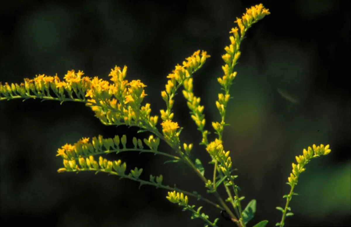 Short's goldenrod (Solidago shortii)