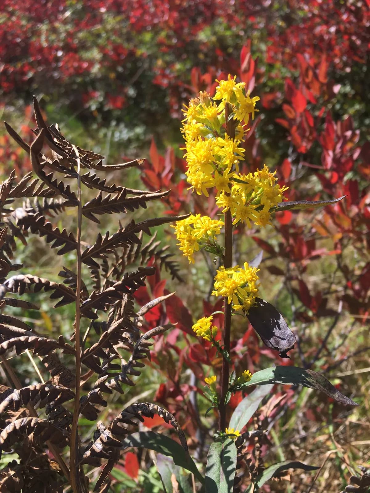 Showy Goldenrod (Solidago speciosa)