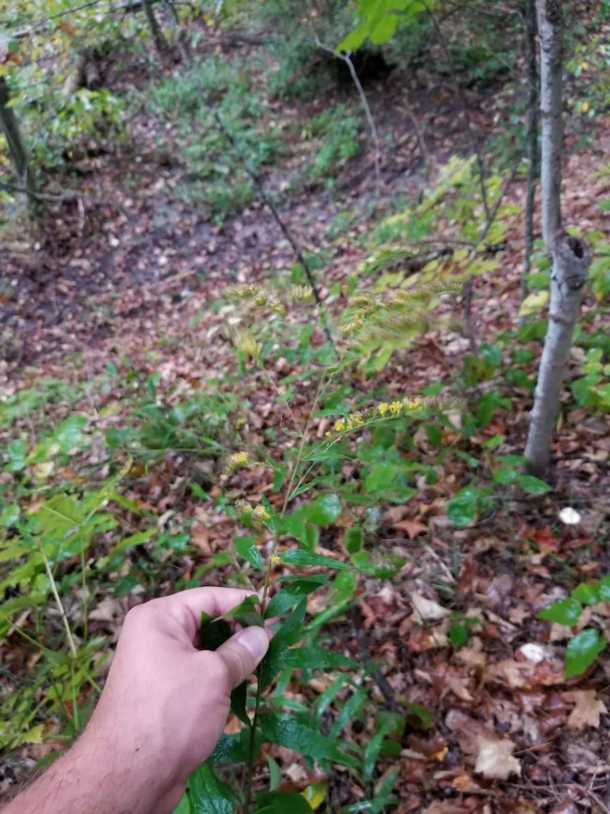 Elm-leaf Goldenrod (Solidago ulmifolia)