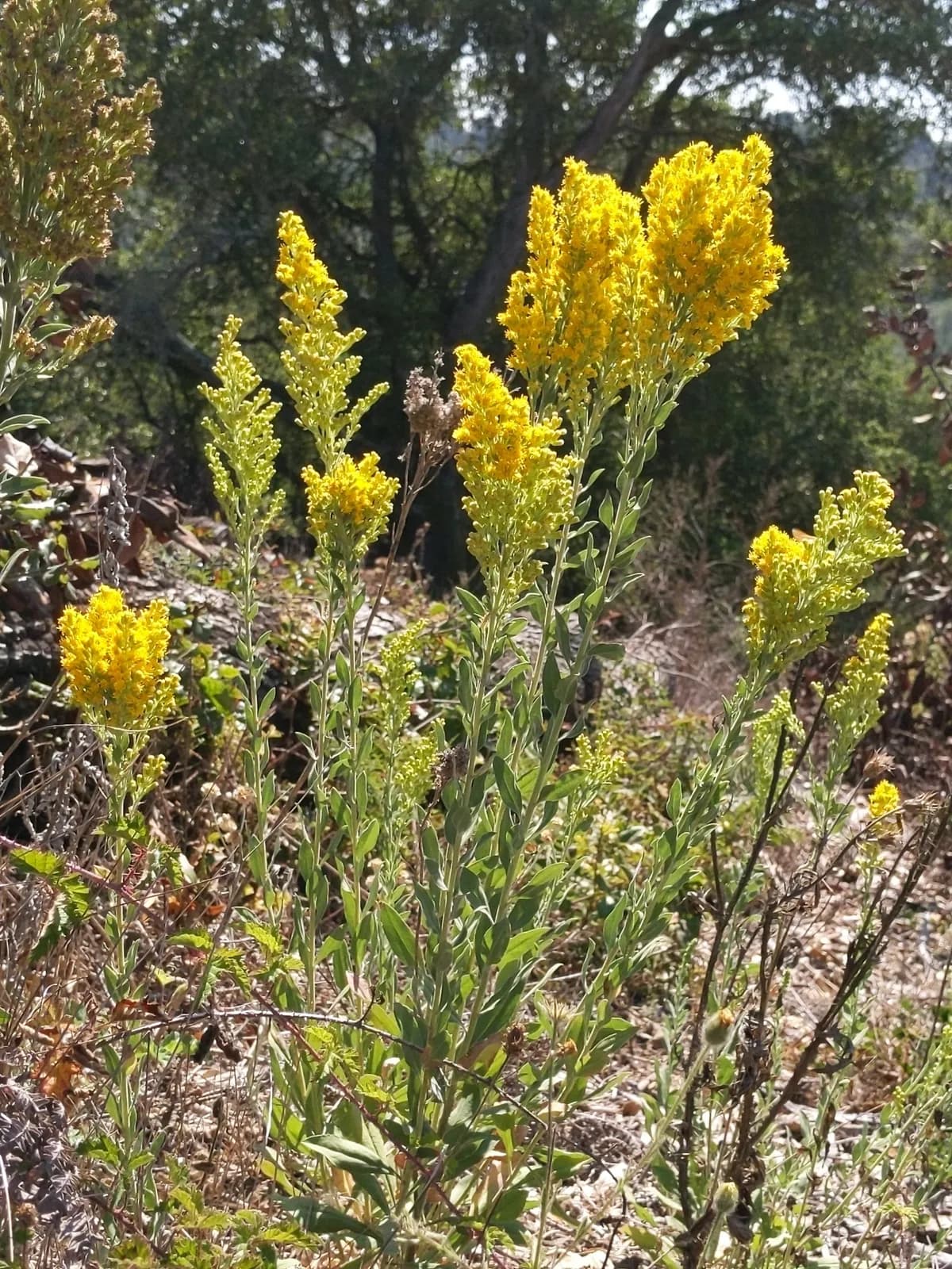 Three-nerve Goldenrod (Solidago velutina)
