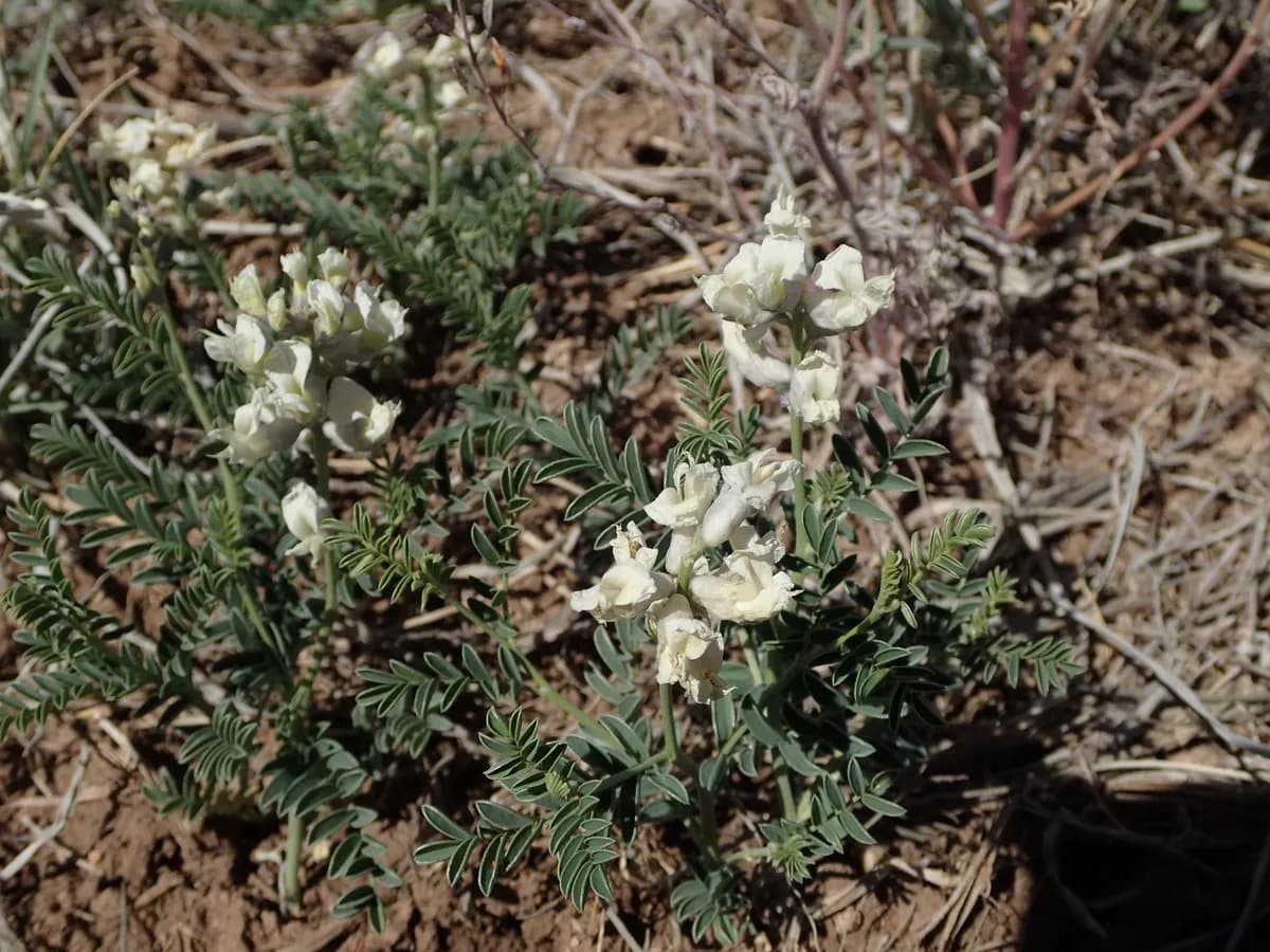 Silky Sophora (Sophora nuttalliana)