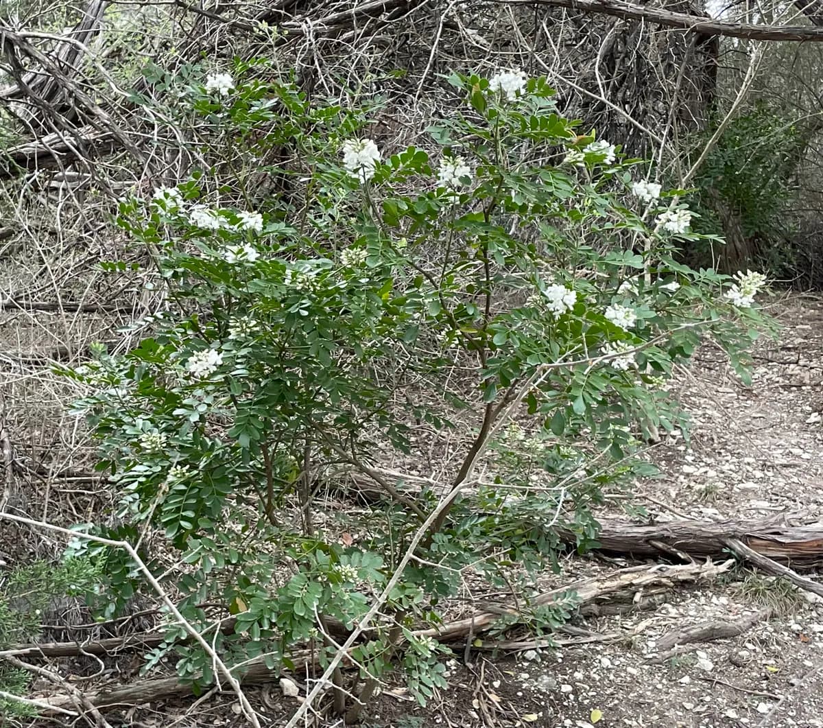 Texas Mountain Laurel (Dermatophyllum secundiflorum)