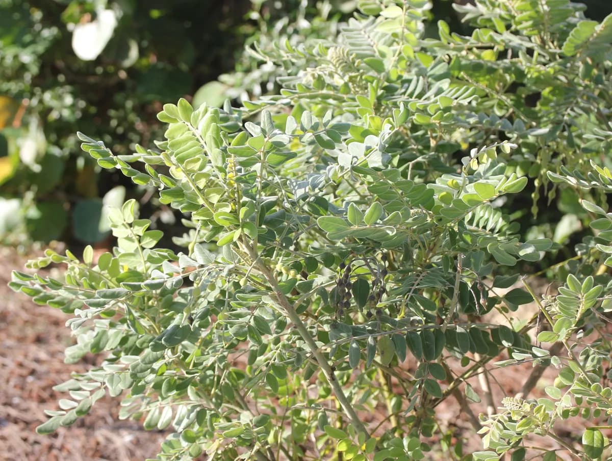 Necklacepod (Sophora tomentosa)