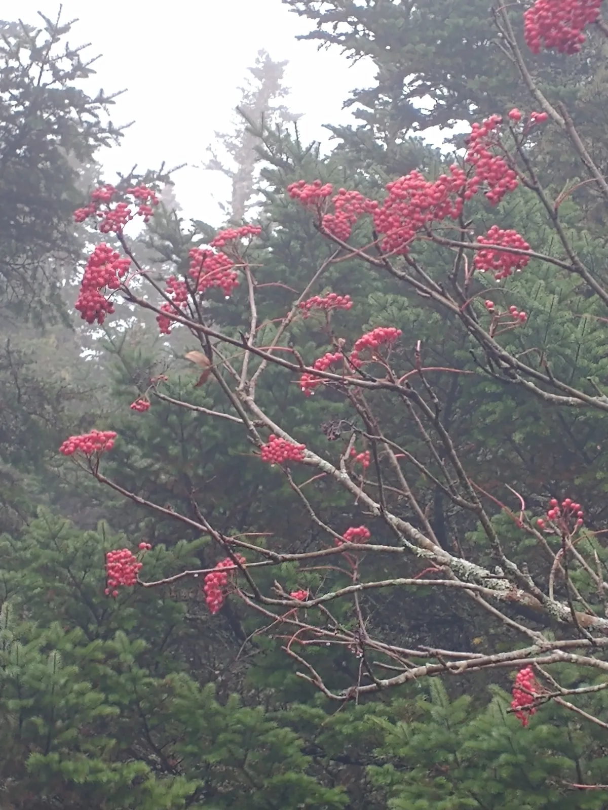 Mountain-ash (Sorbus americana)