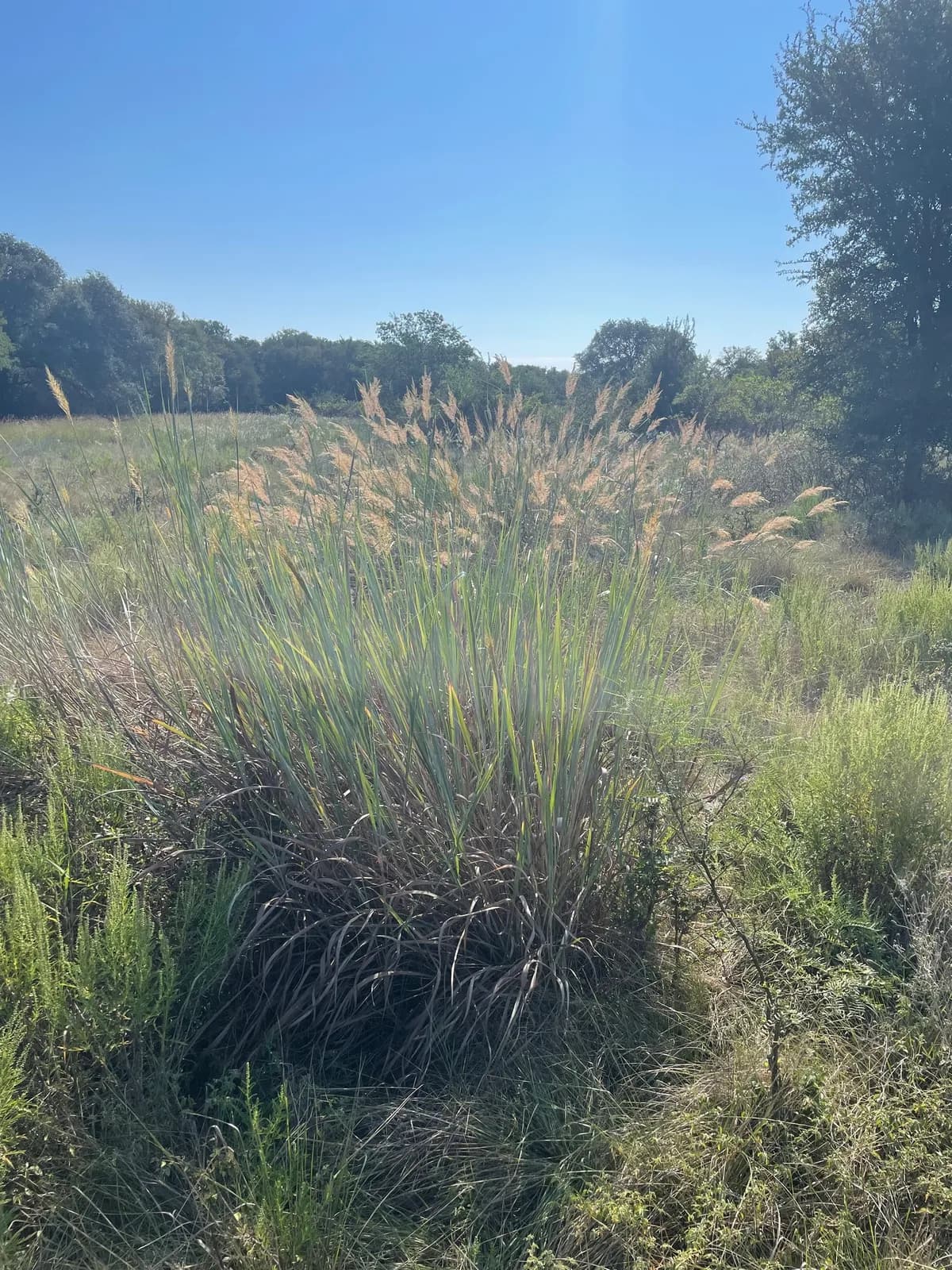 Indiangrass (Sorghastrum nutans)