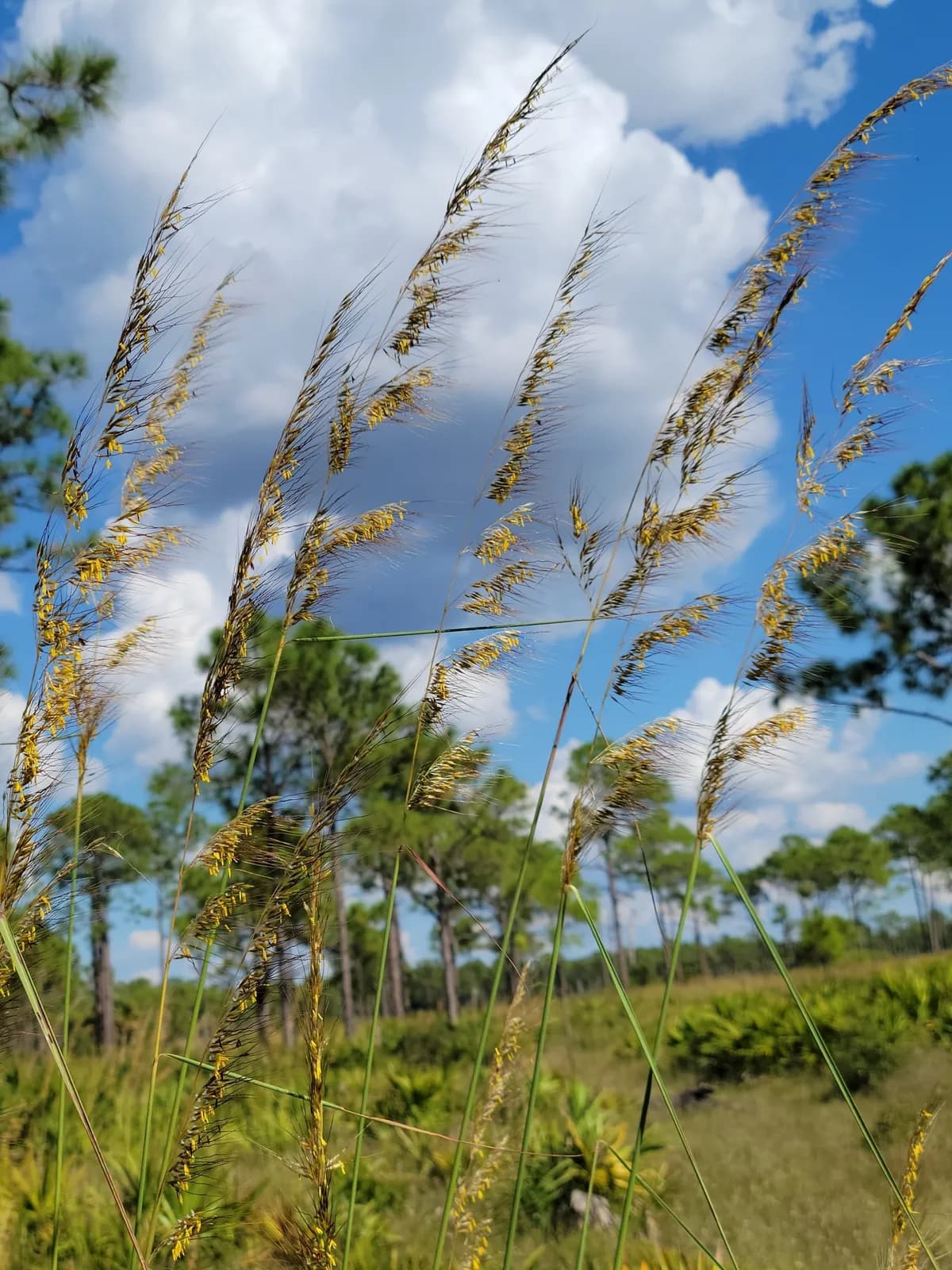 Lopsided indian grass (Sorghastrum secundum)