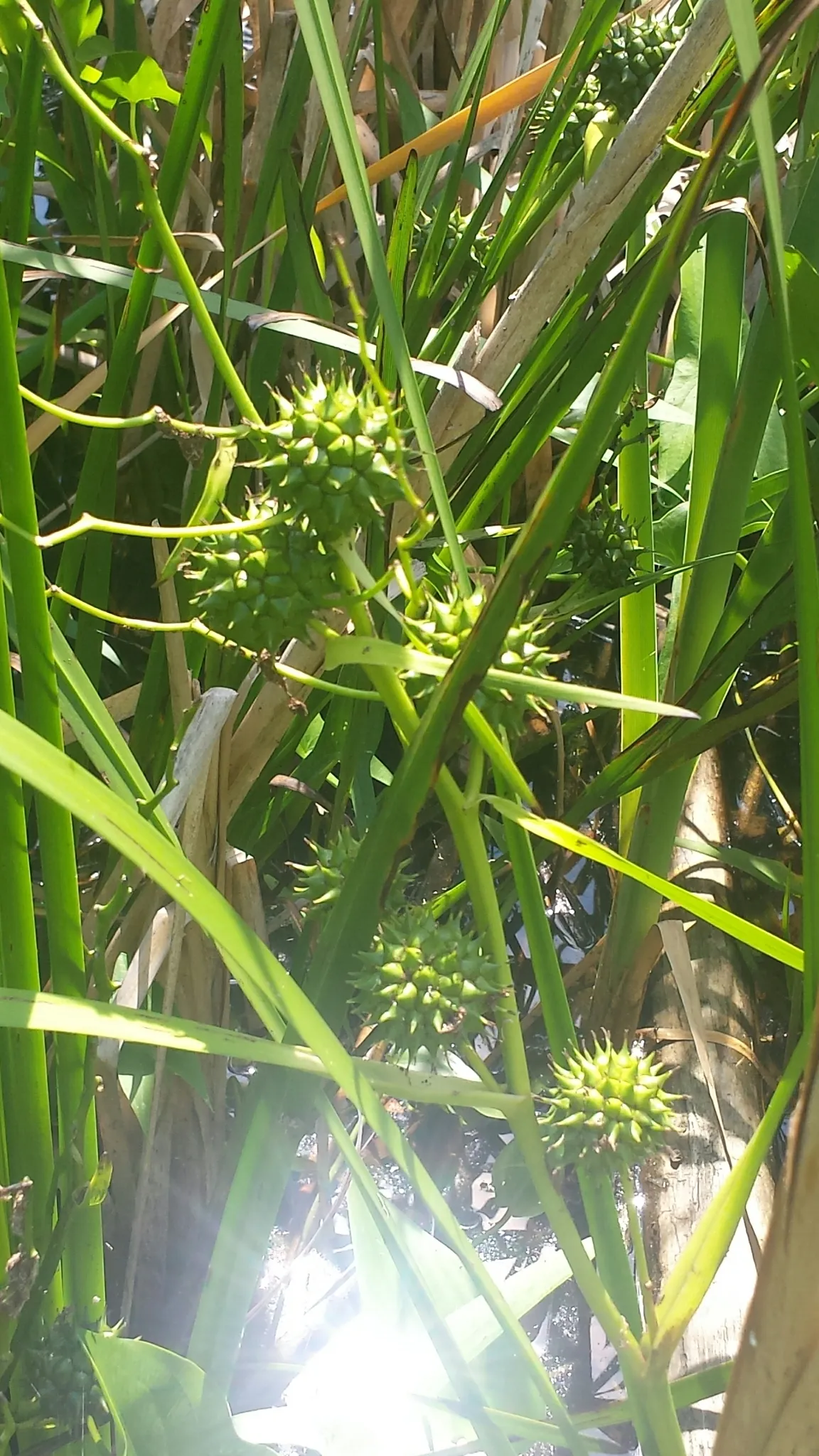 Broadfruit Bur-reed (Sparganium eurycarpum)