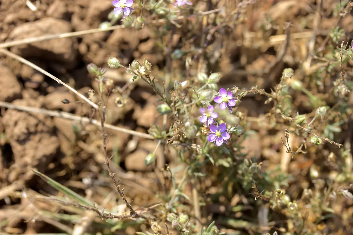 Sticky sand spurry (Spergularia macrotheca)