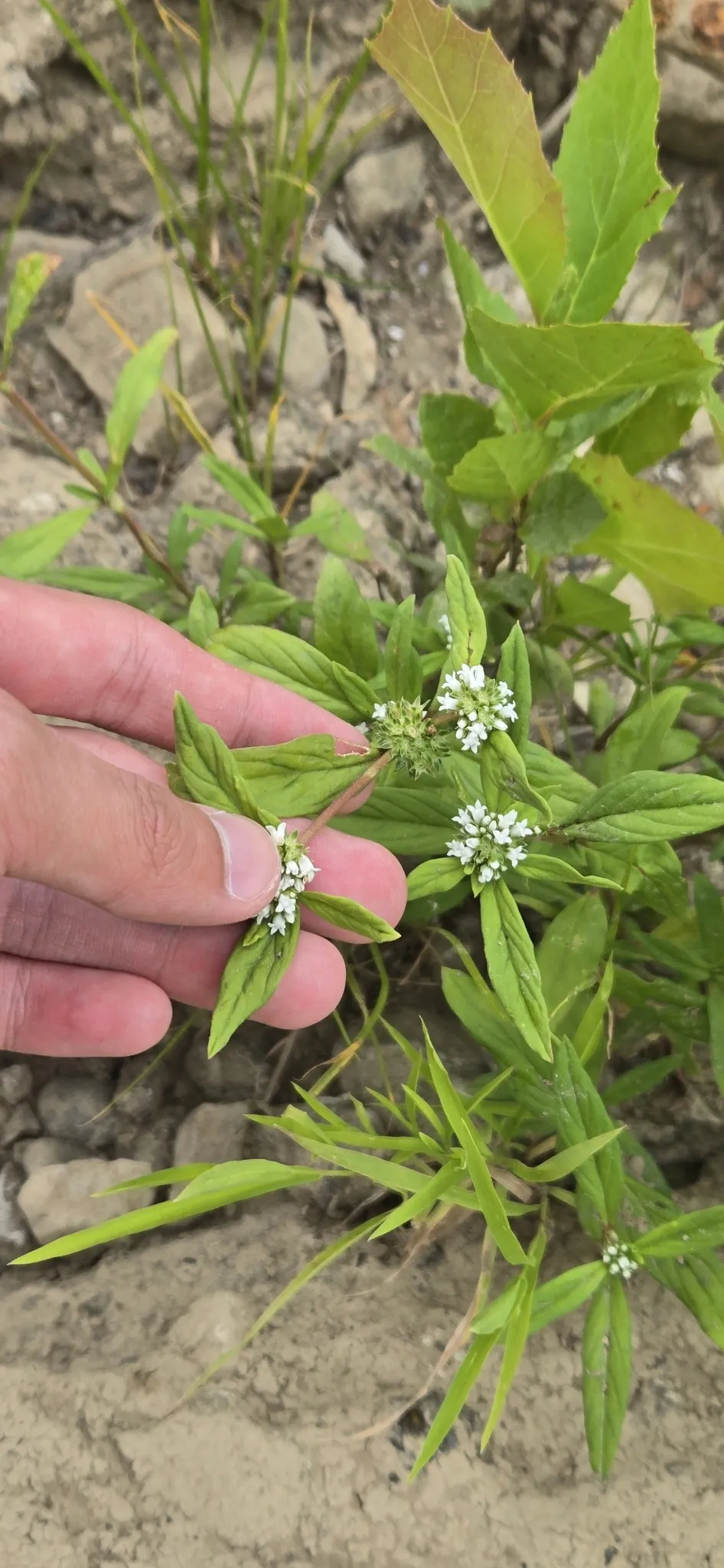 Smooth Buttonweed (Spermacoce glabra)