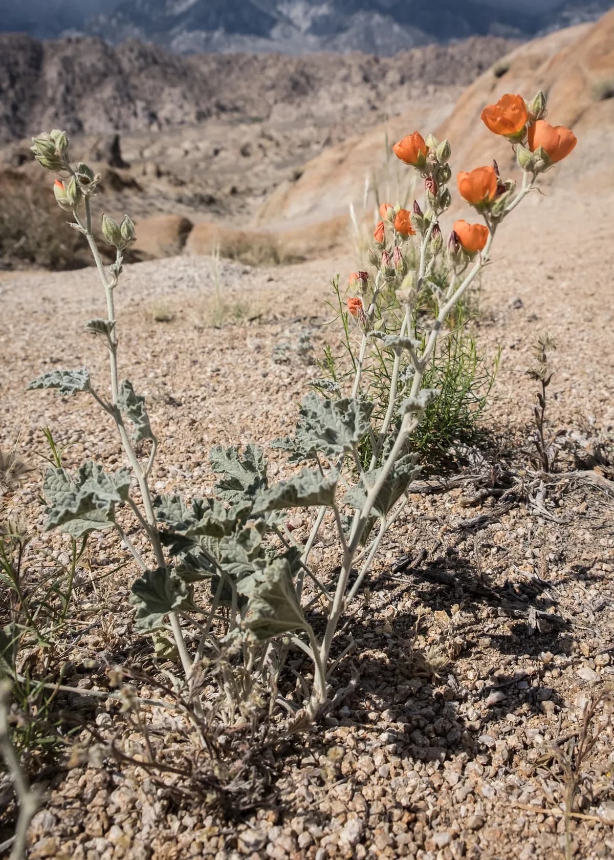 Apricot globemallow (Sphaeralcea ambigua)