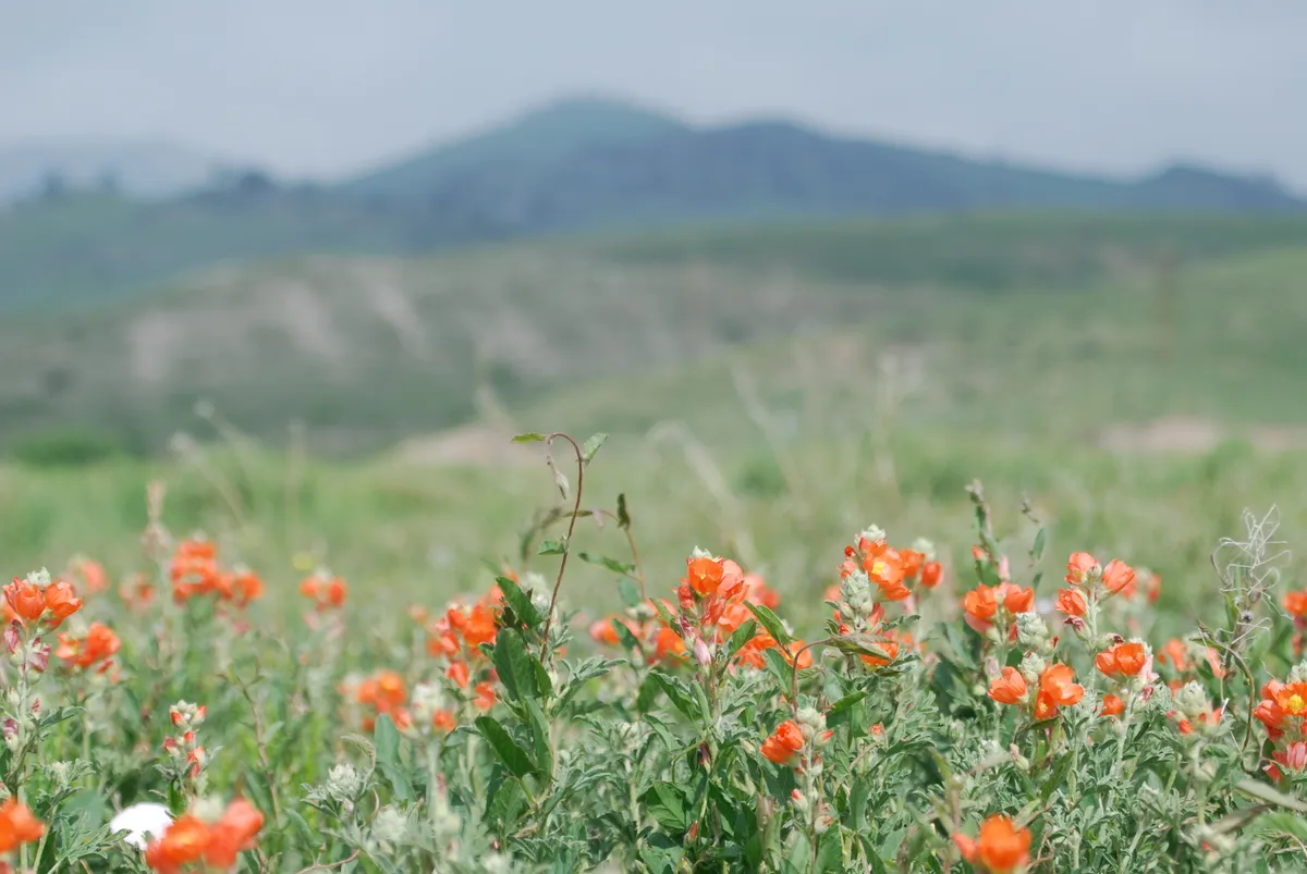 Scarlet Globemallow (Sphaeralcea coccinea)