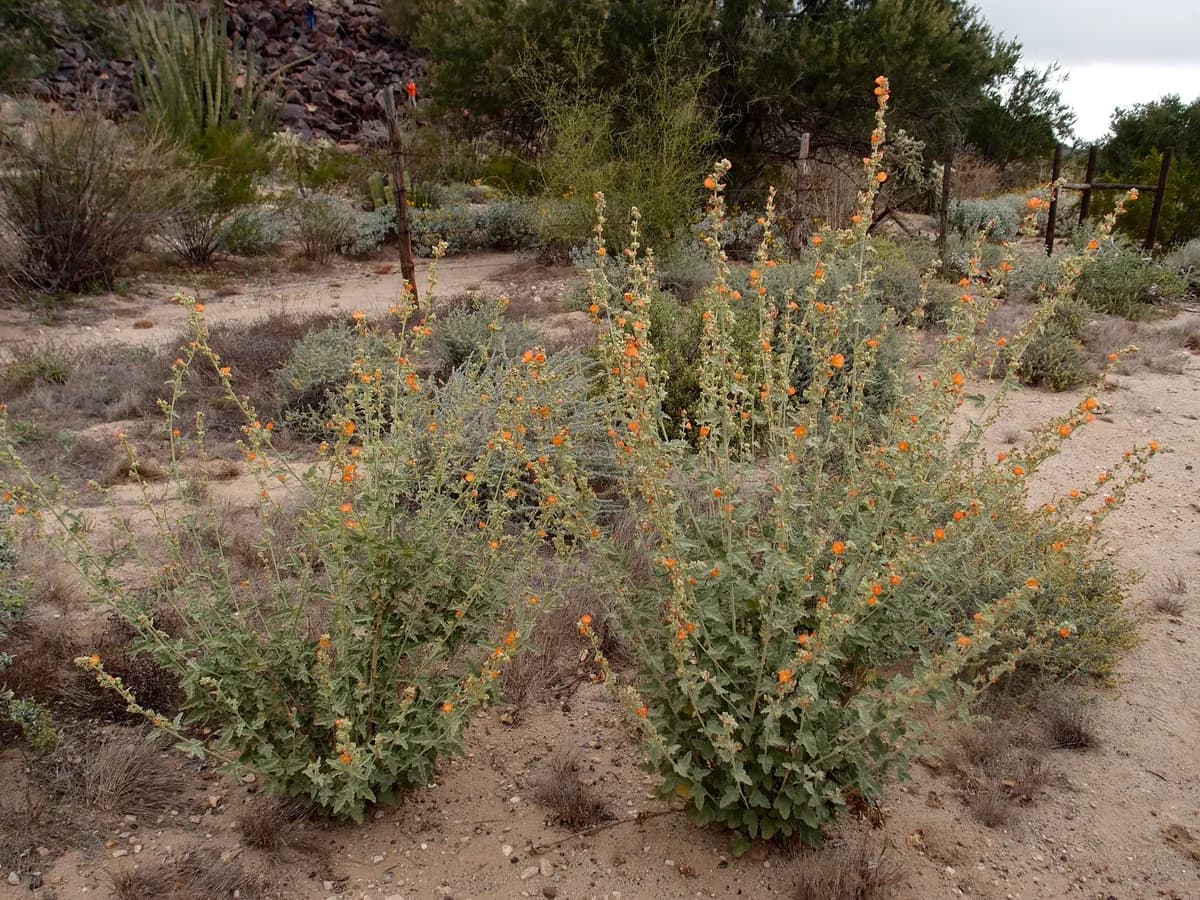 Emory's Globemallow (Sphaeralcea emoryi)