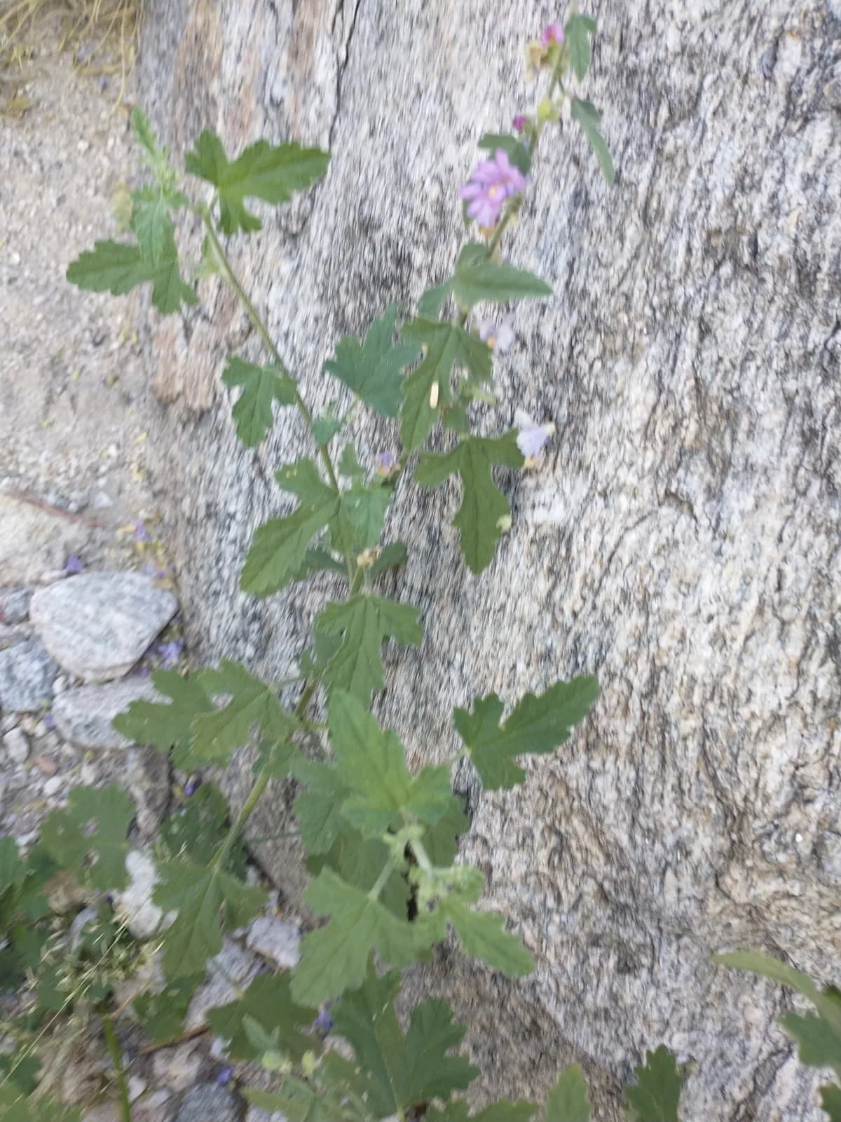 Thicket Globemallow (Sphaeralcea fendleri)