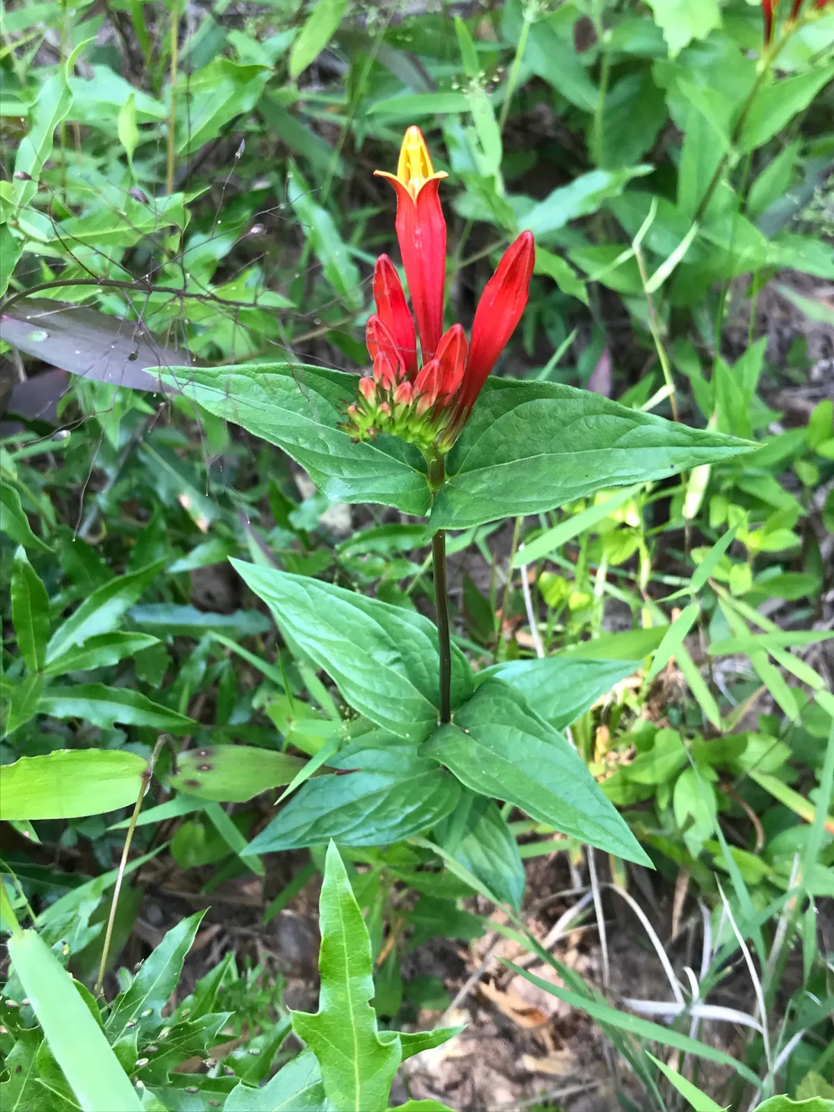 Indian Pink (Spigelia marilandica)