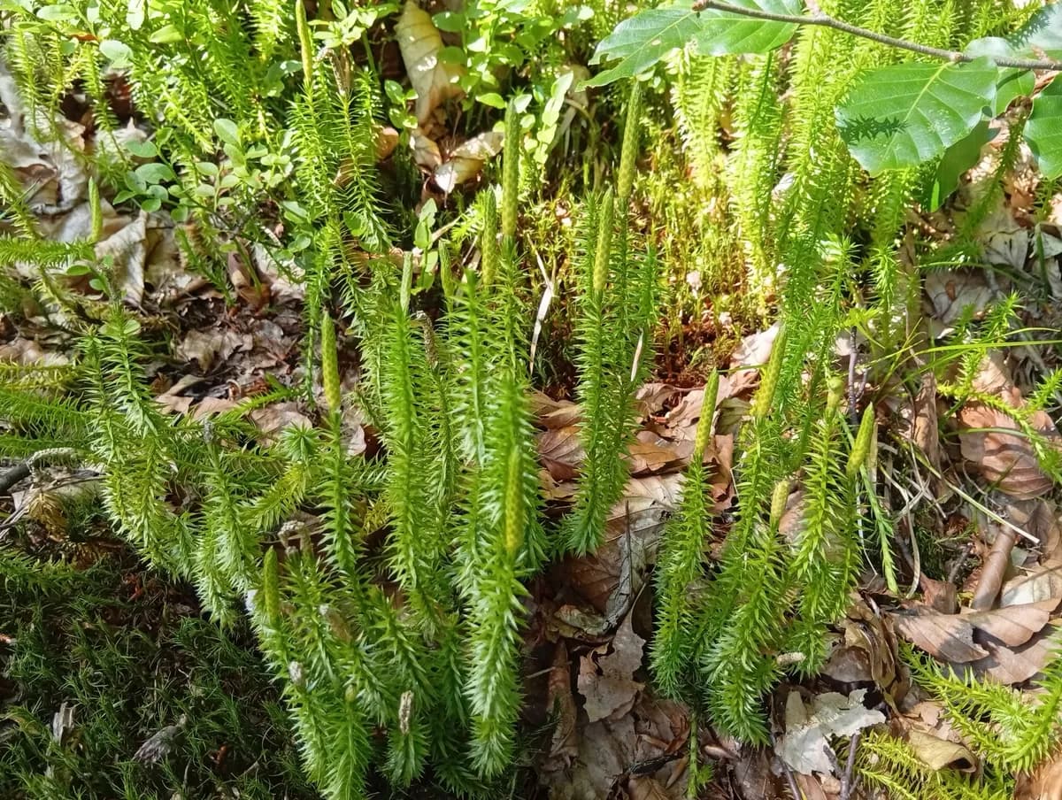 Stiff Clubmoss (Spinulum annotinum)