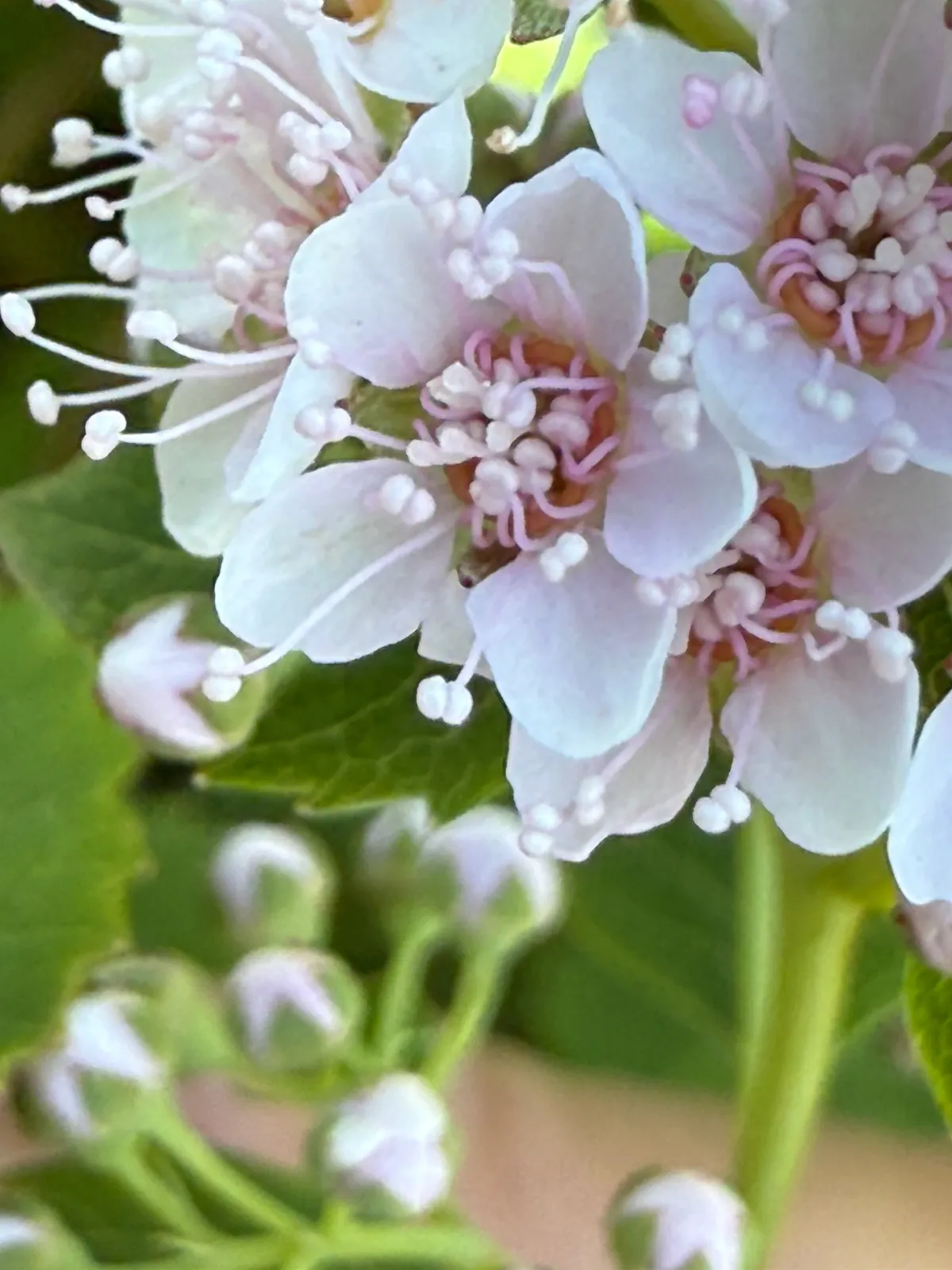 Meadowsweet (Spiraea alba)