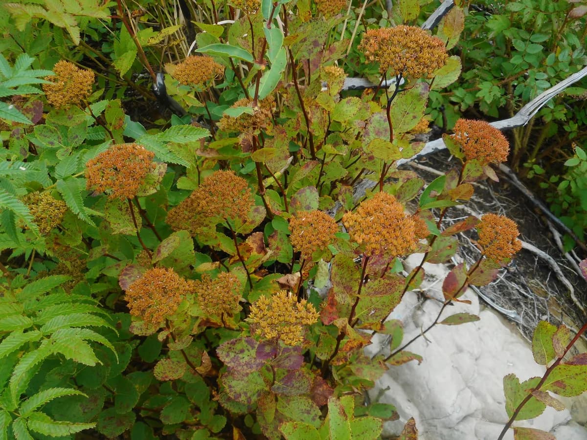 White Spirea (Spiraea betulifolia)