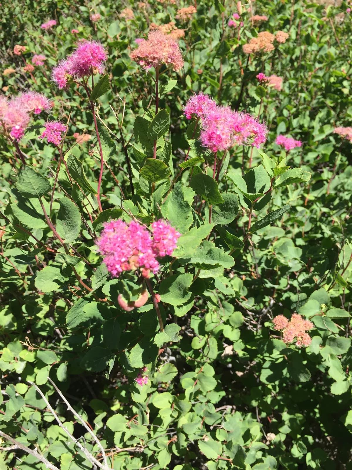 Rose meadowsweet (Spiraea densiflora)