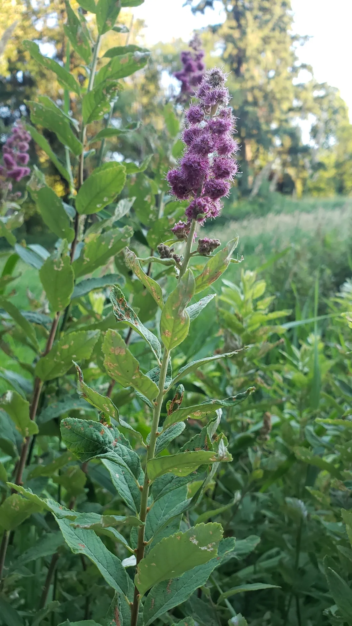 Steeplebush (Spiraea douglasii)