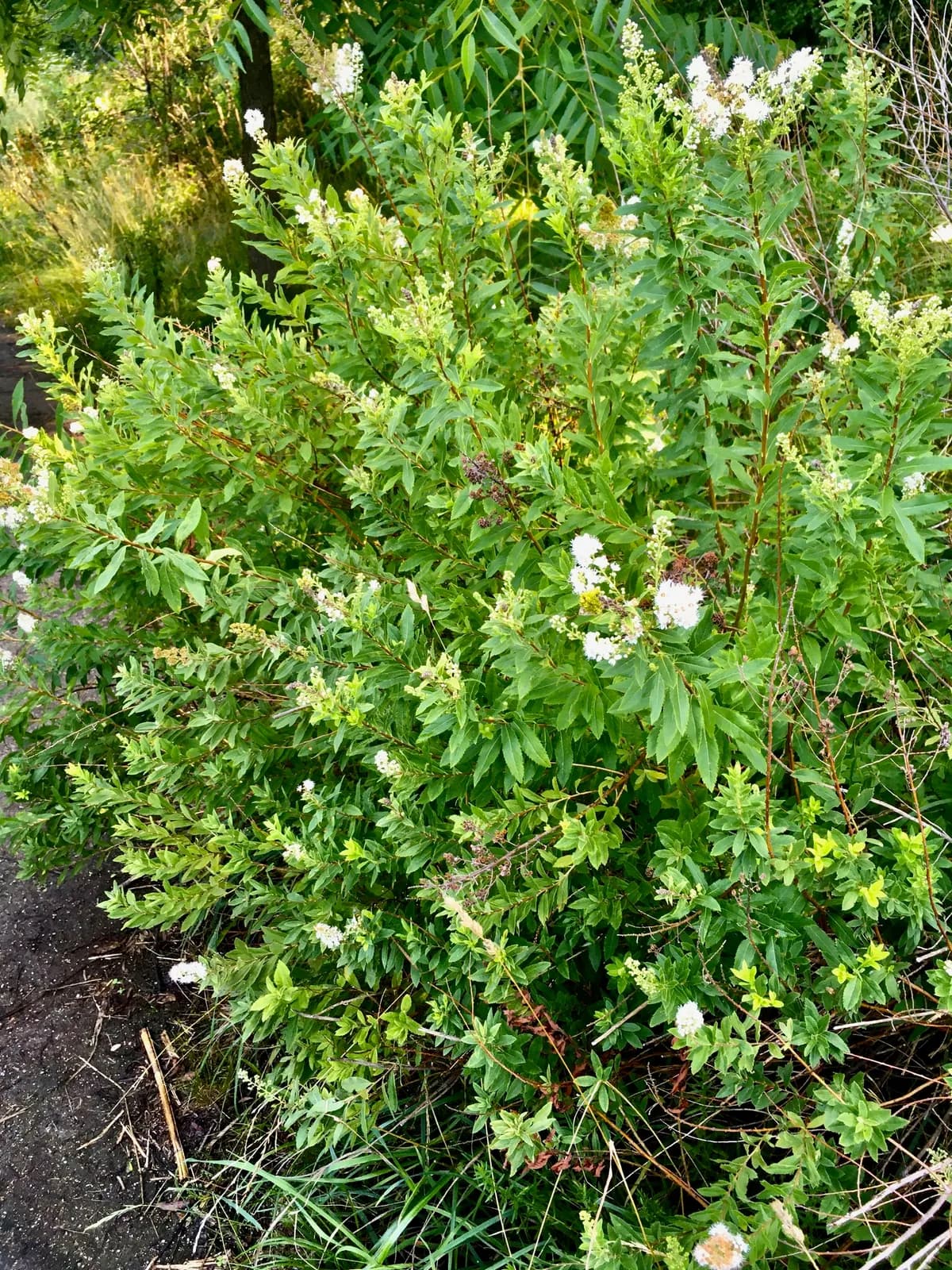 Elm-leaf spiraea (Spiraea latifolia)