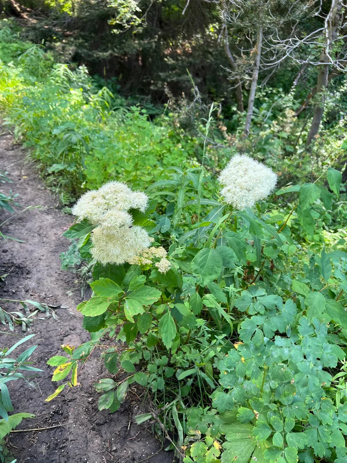 Shinyleaf Meadowsweet (Spiraea lucida)