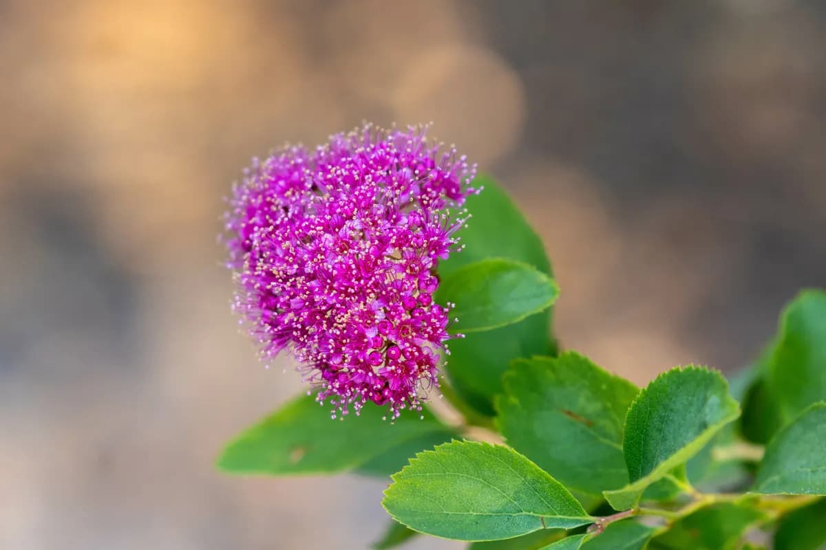 Mountain Spiraea (Spiraea splendens)