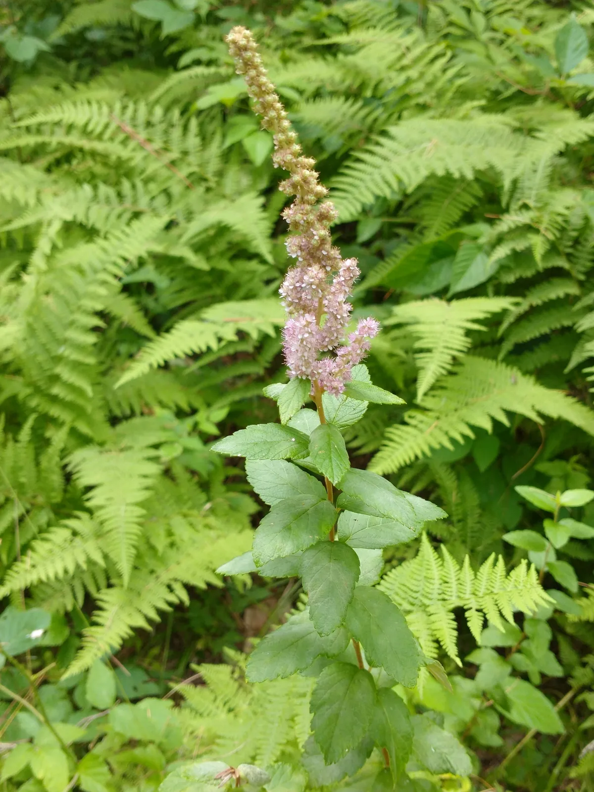Meadowsweet (Spiraea tomentosa)