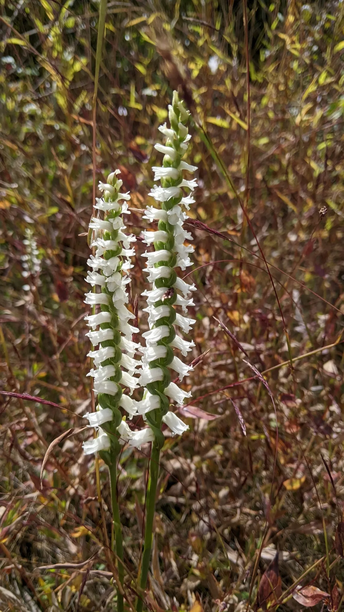 Nodding Ladies' Tresses (Spiranthes cernua)