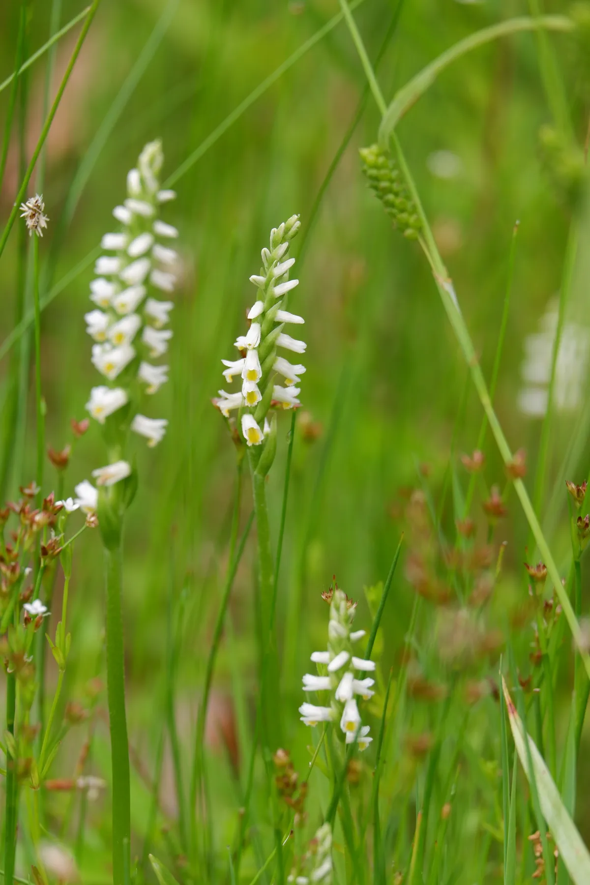 Shining Ladies' Tresses (Spiranthes lucida)