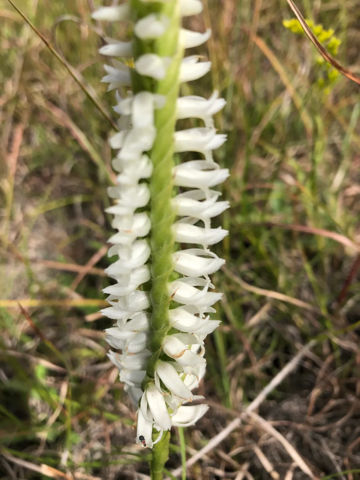 Great Plains Lady's Tresses (Spiranthes magnicamporum)
